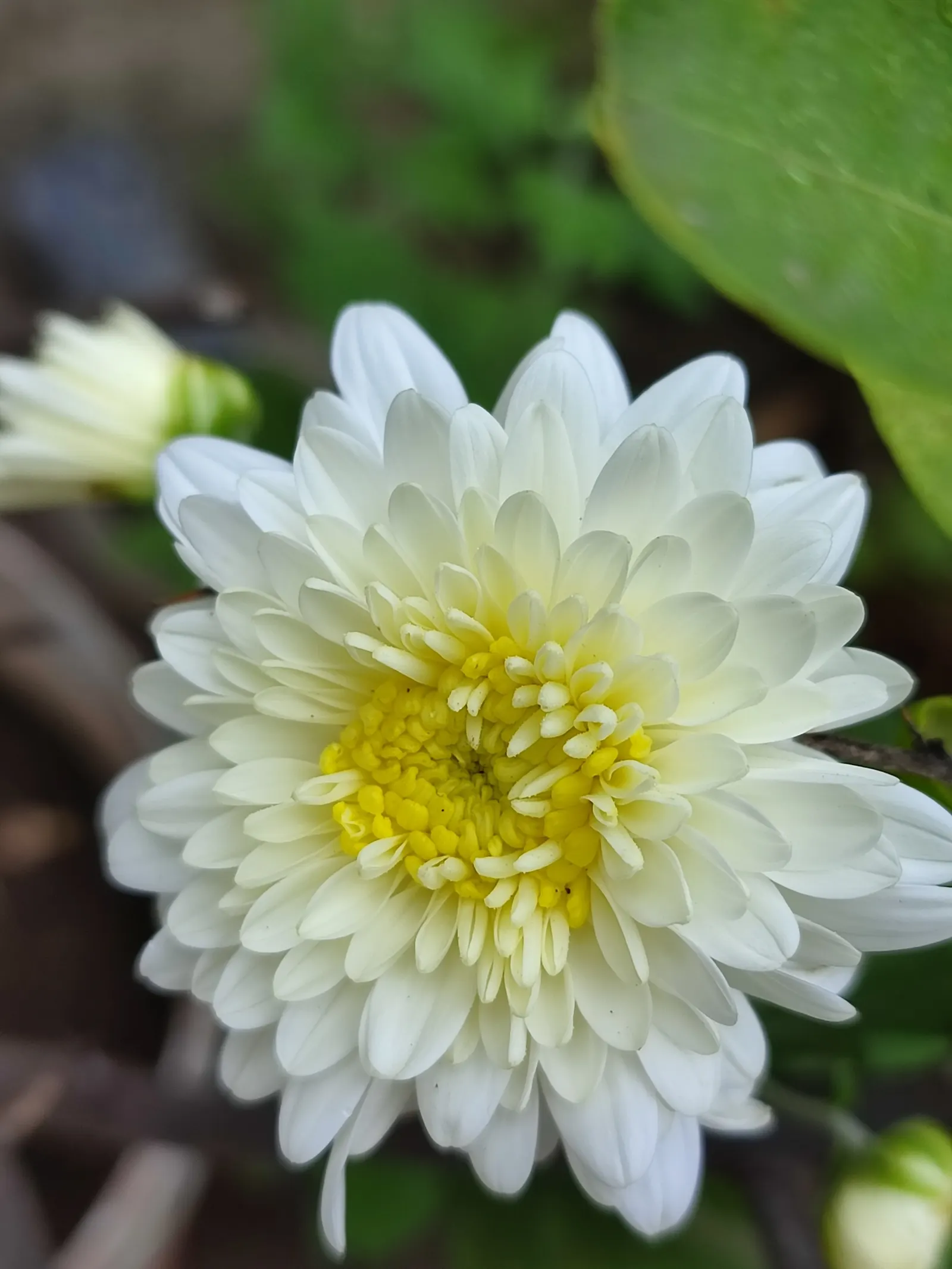 Florists Chrysanthemum (Chrysanthemum X Grandiflorum) — Its foliage is charmingly lush and deeply lobed; dark green leaves that provide a lush, image 127