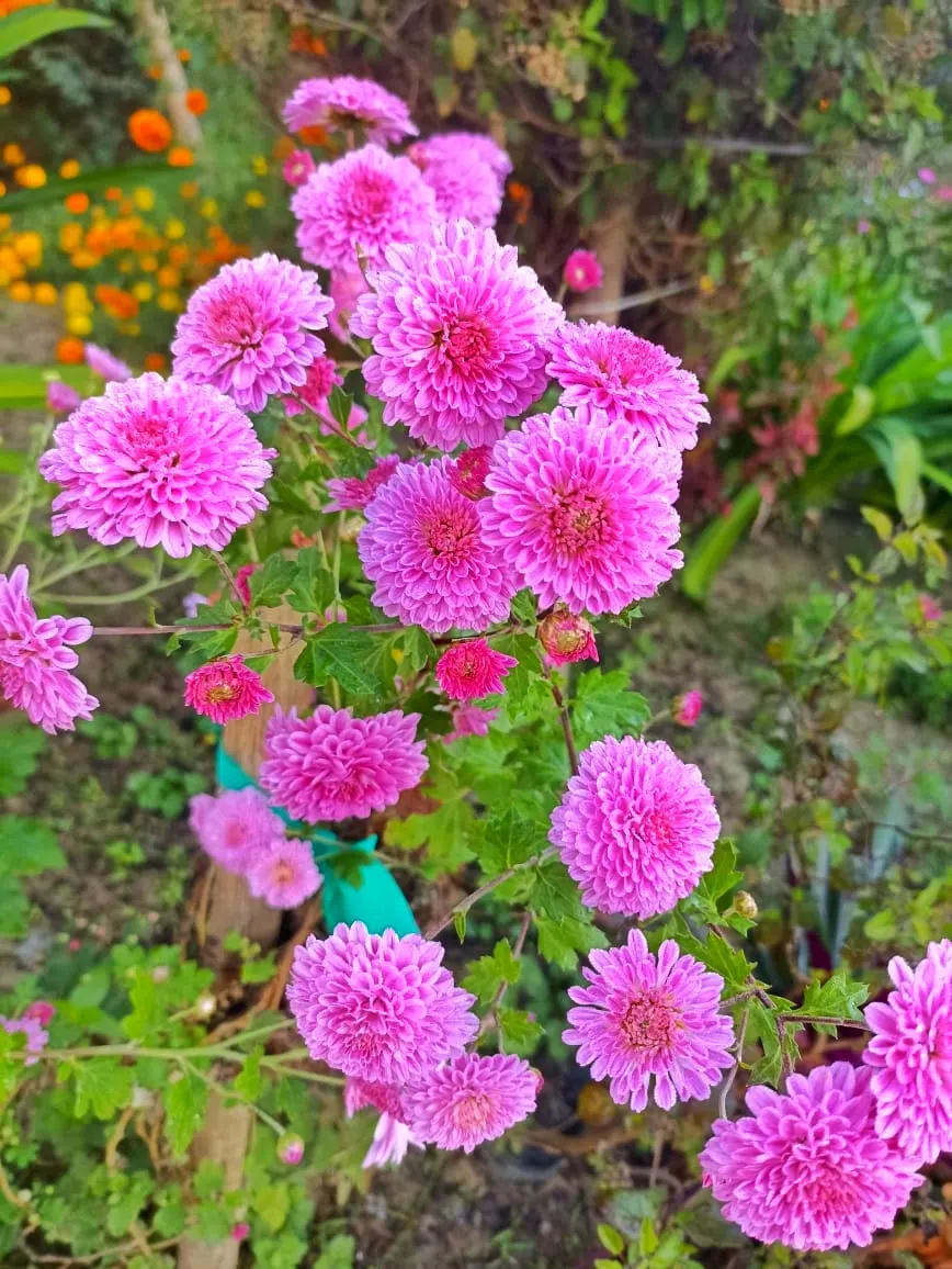 Florists Chrysanthemum (Chrysanthemum X Grandiflorum) — Blossoms range from 2 to 8 inches in diameter, image 63