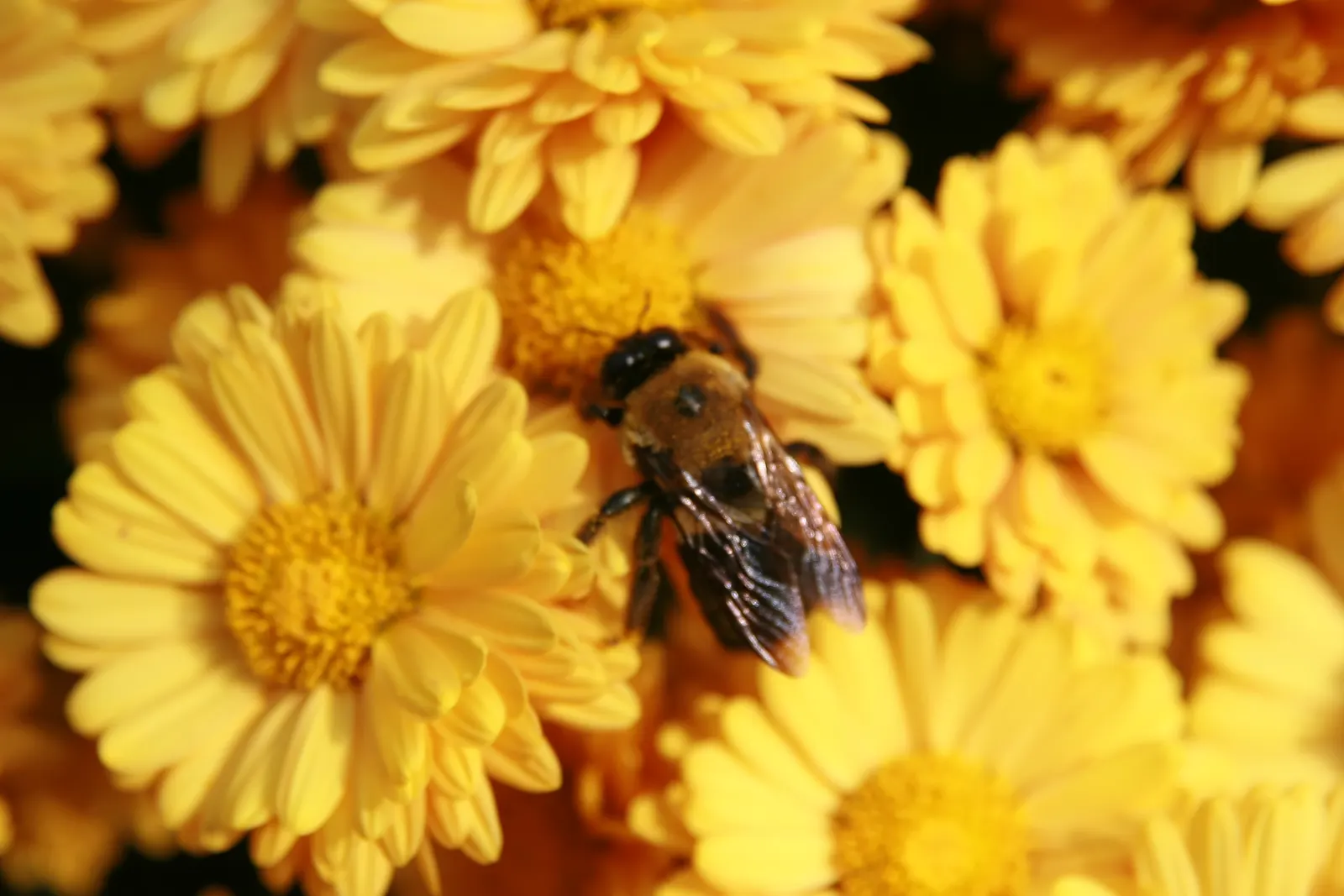 Florists Chrysanthemum (Chrysanthemum X Grandiflorum) — classified into various forms such as pompoms; its foliage is charmingly lush and deeply, image 140