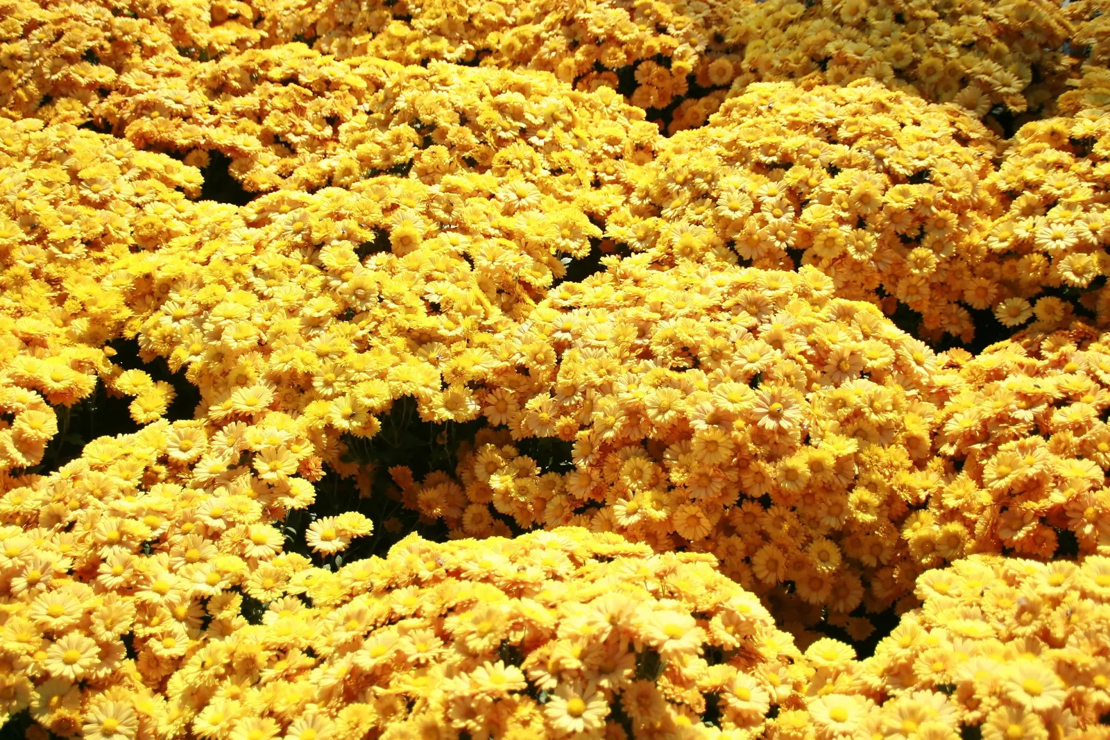 Florists Chrysanthemum (Chrysanthemum X Grandiflorum) — Its foliage is charmingly lush and deeply lobed; dark green leaves that provide a lush, image 102
