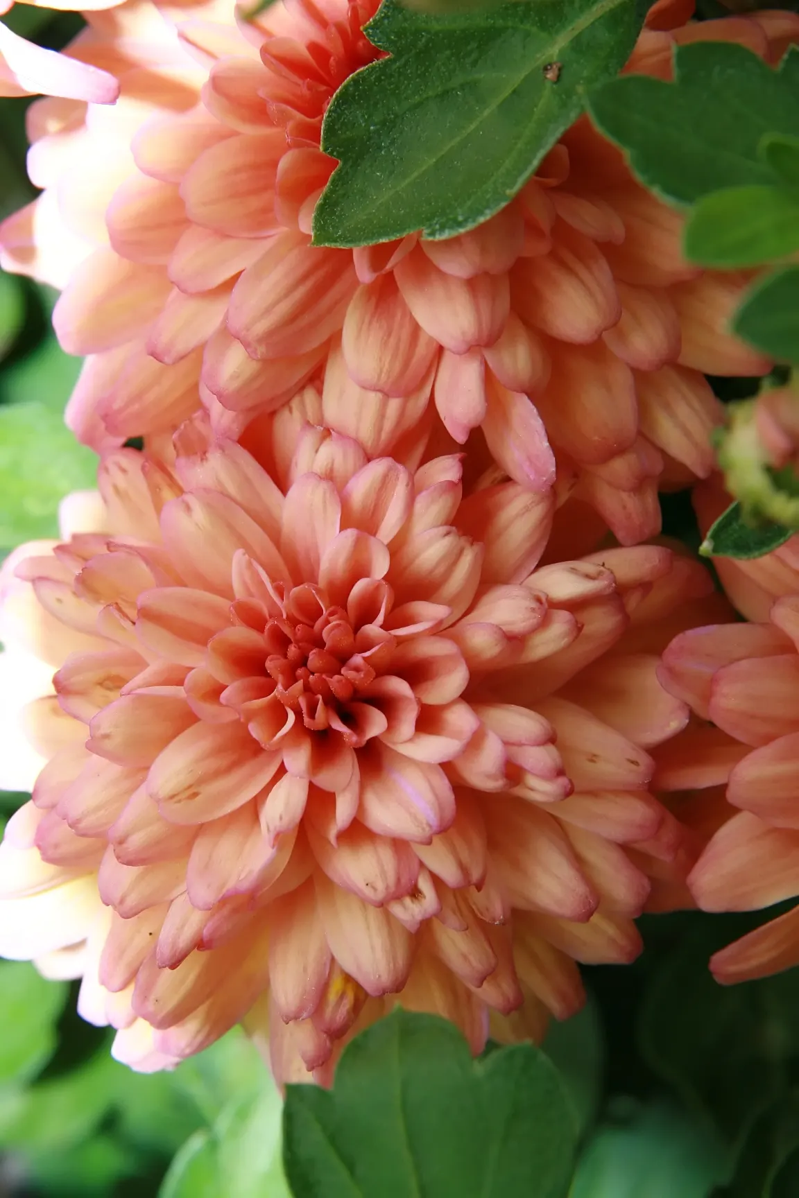 Florists Chrysanthemum (Chrysanthemum X Grandiflorum) — Ideal for adding a splash of autumnal color to any landscape