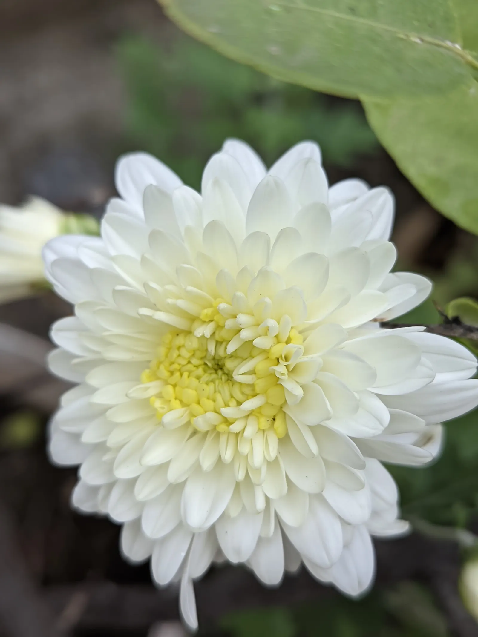 Florists Chrysanthemum (Chrysanthemum X Grandiflorum) — the Florist's Chrysanthemum requires some maintenance; which captivate from late summer, image 70