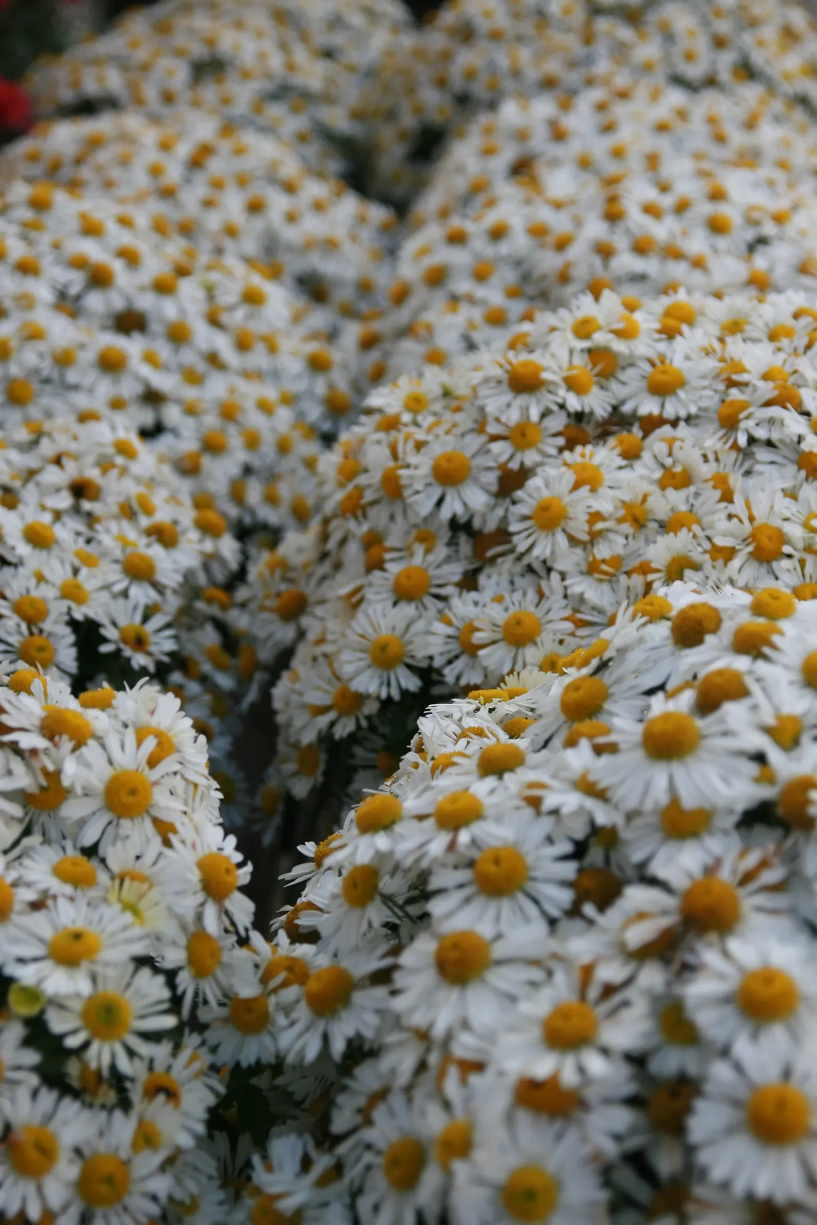 Florists Chrysanthemum (Chrysanthemum X Grandiflorum) — and they thrive in USDA Hardiness Zones 5 to 9; these herbaceous perennials typically reach, image 91