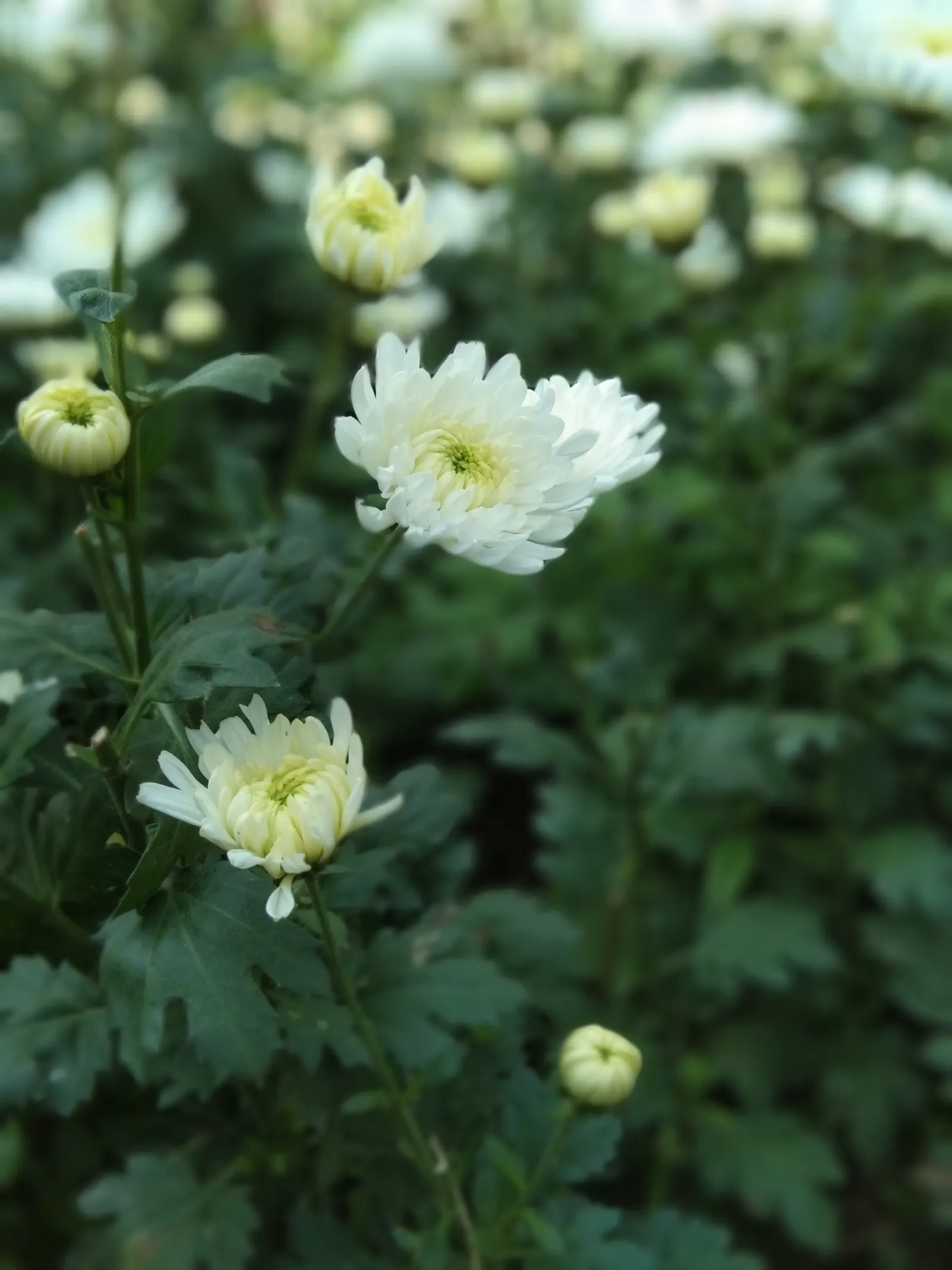 Florists Chrysanthemum (Chrysanthemum X Grandiflorum) — and they thrive in USDA Hardiness Zones 5 to 9; these herbaceous perennials typically reach, image 141