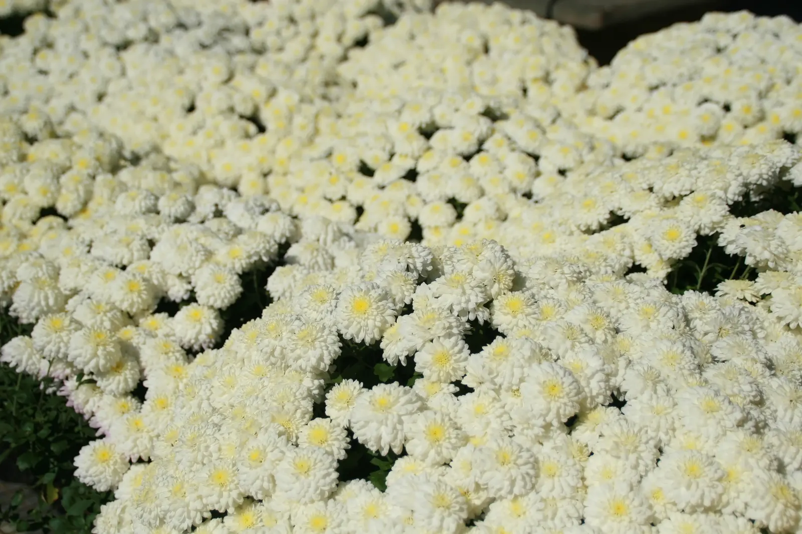 Florists Chrysanthemum (Chrysanthemum X Grandiflorum) — Their versatility in design and overall hardiness make them a favorite among both, image 122