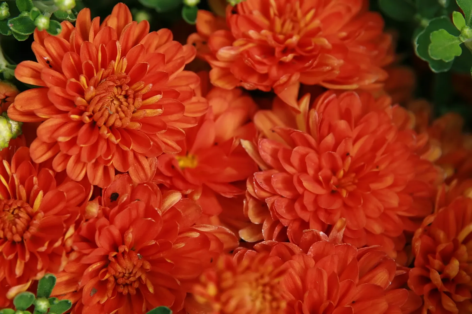Florists Chrysanthemum (Chrysanthemum X Grandiflorum) — which captivate from late summer through fall; the Florist's Chrysanthemum (Chrysanthemum x, image 62