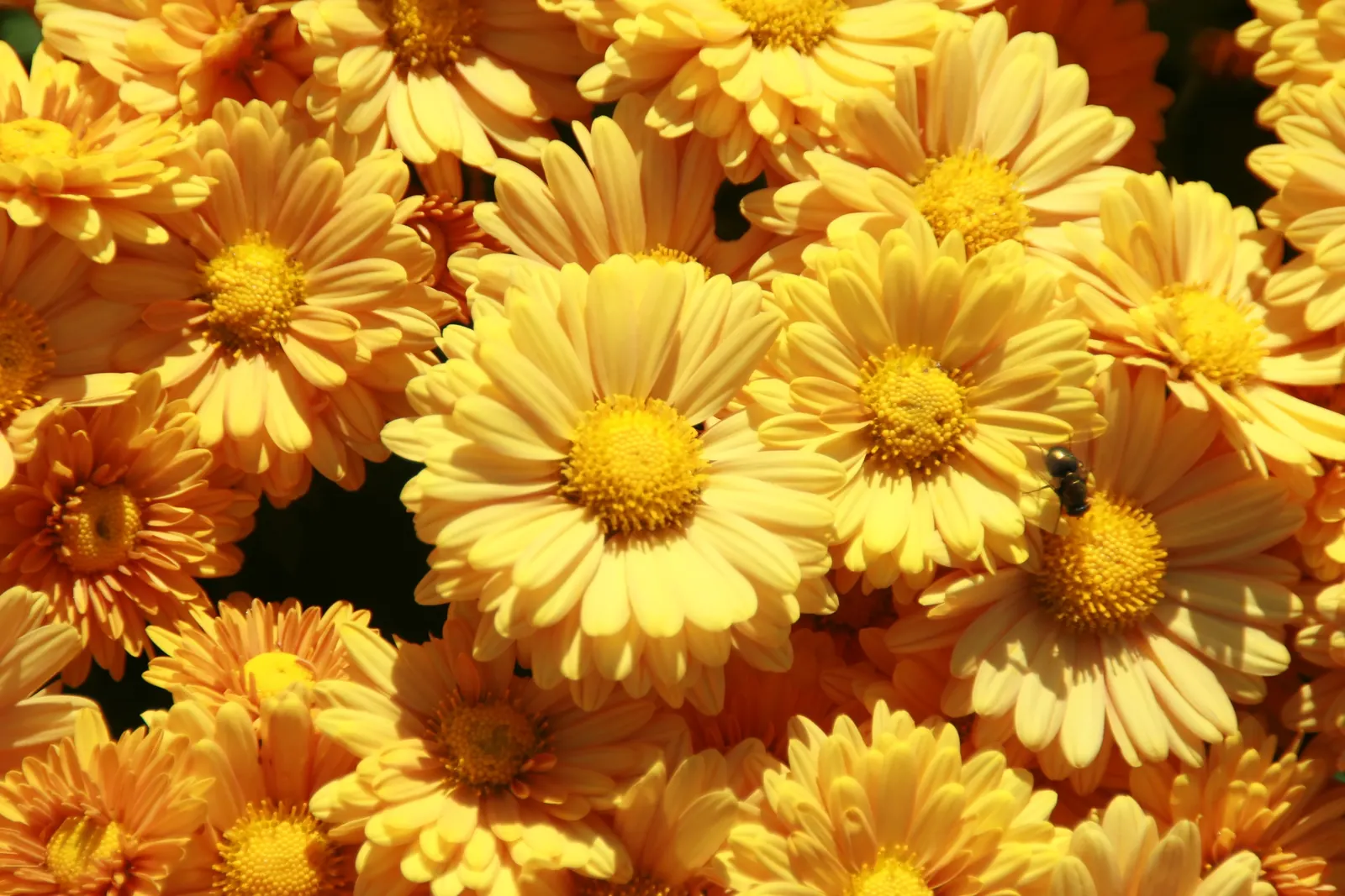Florists Chrysanthemum (Chrysanthemum X Grandiflorum) — Their versatility in design and overall hardiness make them a favorite among both, image 97