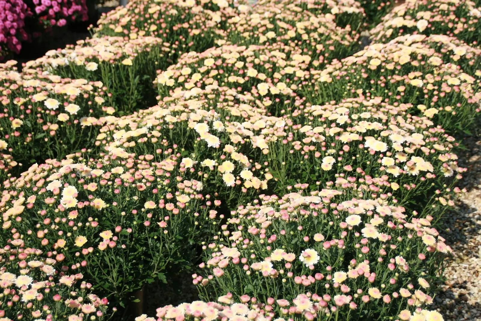 Florists Chrysanthemum (Chrysanthemum X Grandiflorum) — spanning up to 6 inches across; this plant flourishes in full sun to partial shade and, image 101