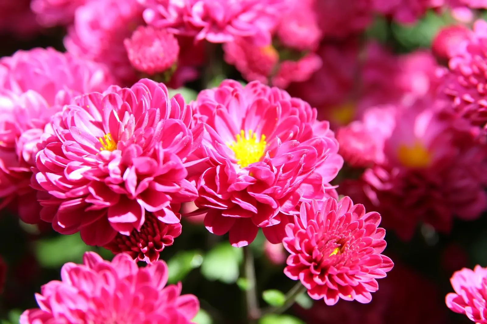 Florists Chrysanthemum (Chrysanthemum X Grandiflorum) — Regular watering, ensuring soil moistness of about 1 inch per week, is optimal for their, image 92