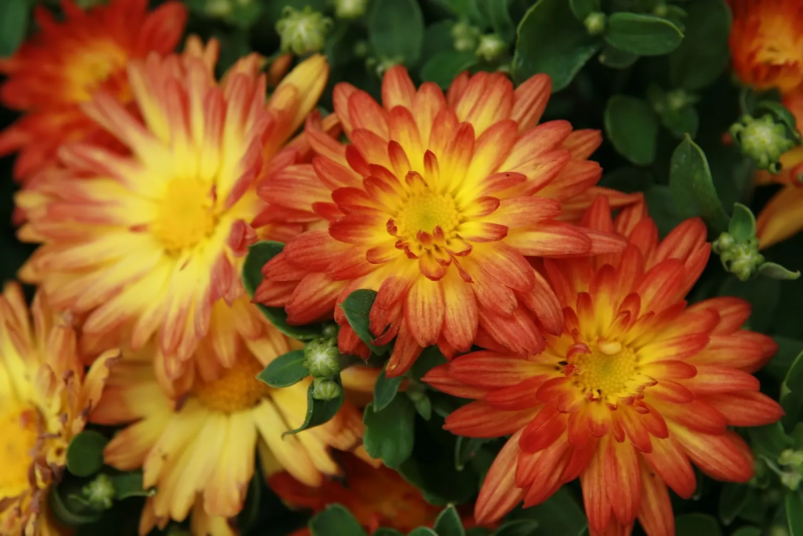 Florists Chrysanthemum (Chrysanthemum X Grandiflorum) — Fertilization should include a balanced