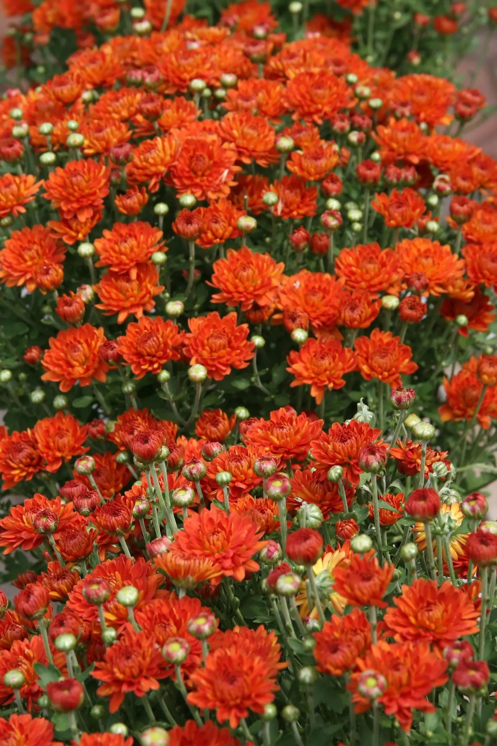 Florists Chrysanthemum (Chrysanthemum X Grandiflorum) — classified into various forms such as pompoms