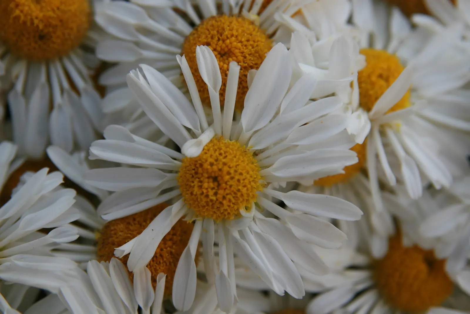 Florists Chrysanthemum (Chrysanthemum X Grandiflorum) — This plant flourishes in full sun to partial shade and requires well-drained soil, image 104