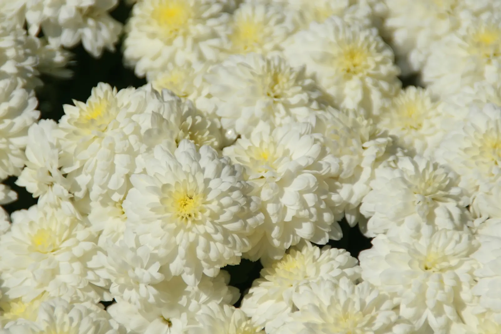 Florists Chrysanthemum (Chrysanthemum X Grandiflorum) — a true hallmark of versatility and beauty in landscaping; pinching back the stems through, image 132