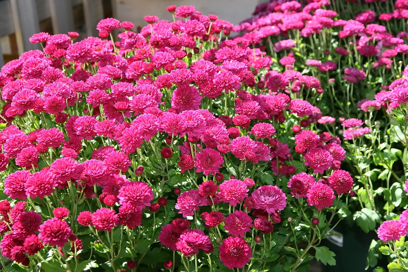 Florists Chrysanthemum (Chrysanthemum X Grandiflorum) — Pinching back the stems through early summer promotes a bushier form and prolific blooming, image 96