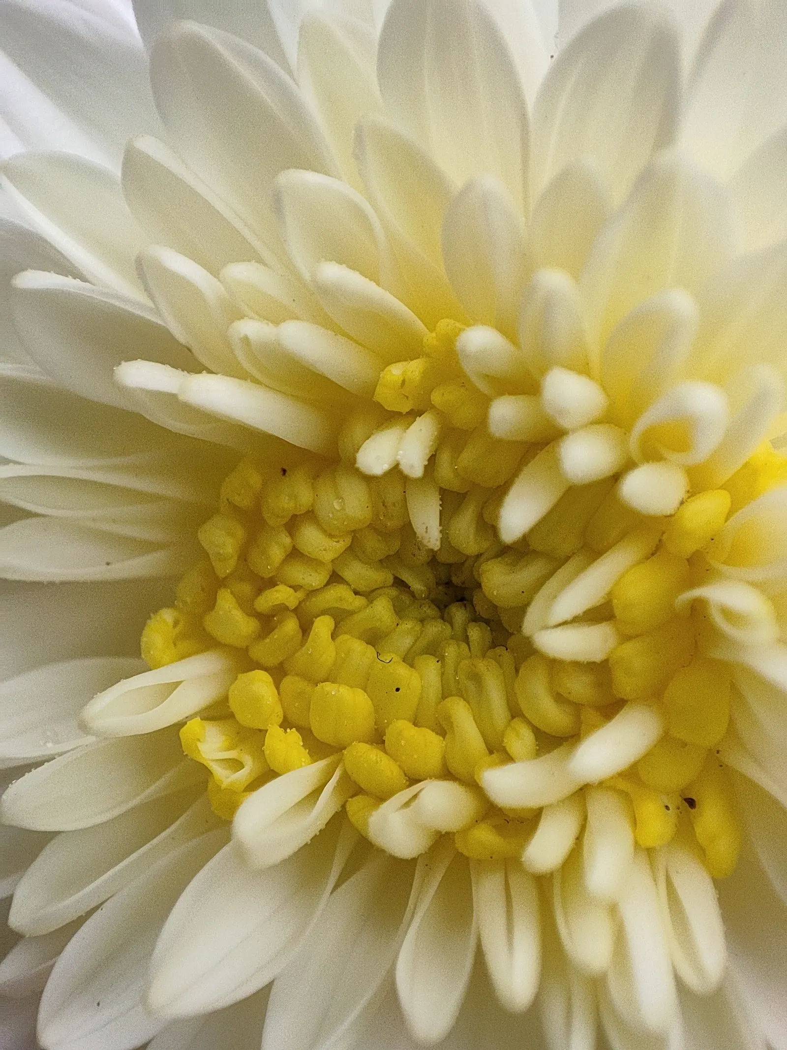 Florists Chrysanthemum (Chrysanthemum X Grandiflorum) — Pinching back the stems through early summer promotes a bushier form and prolific blooming, image 71
