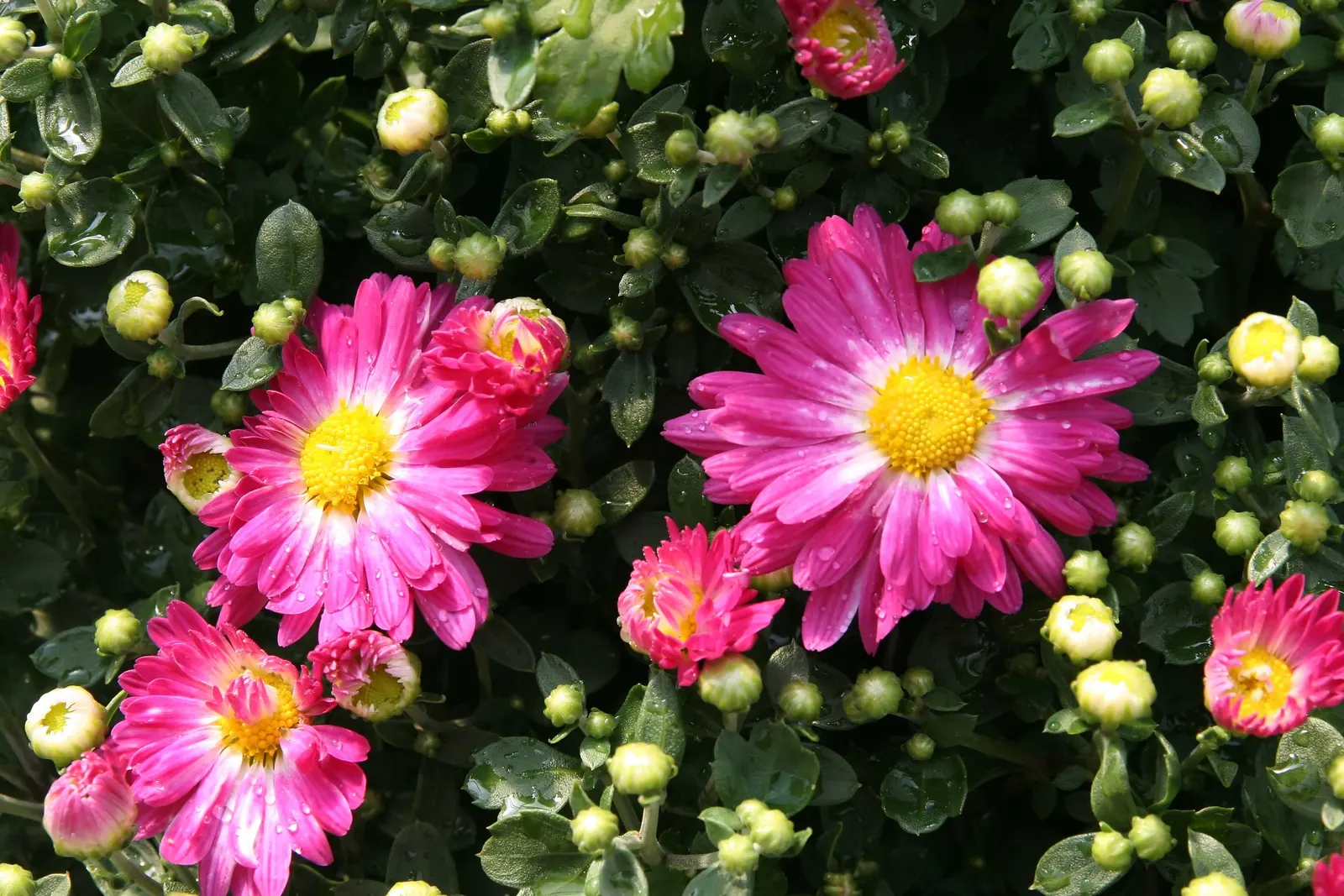 Florists Chrysanthemum (Chrysanthemum X Grandiflorum) — Its foliage is charmingly lush and deeply lobed