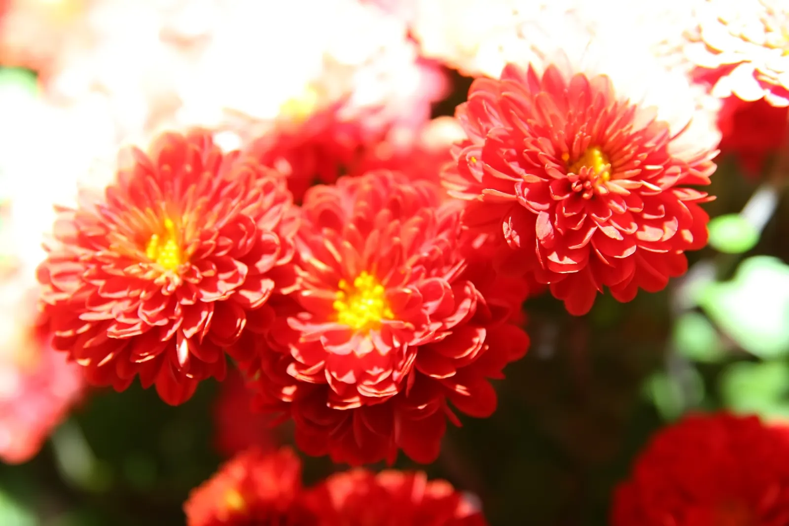 Florists Chrysanthemum (Chrysanthemum X Grandiflorum) — making them suitable for both borders and container arrangements.<br><br>Foliage consists of deeply