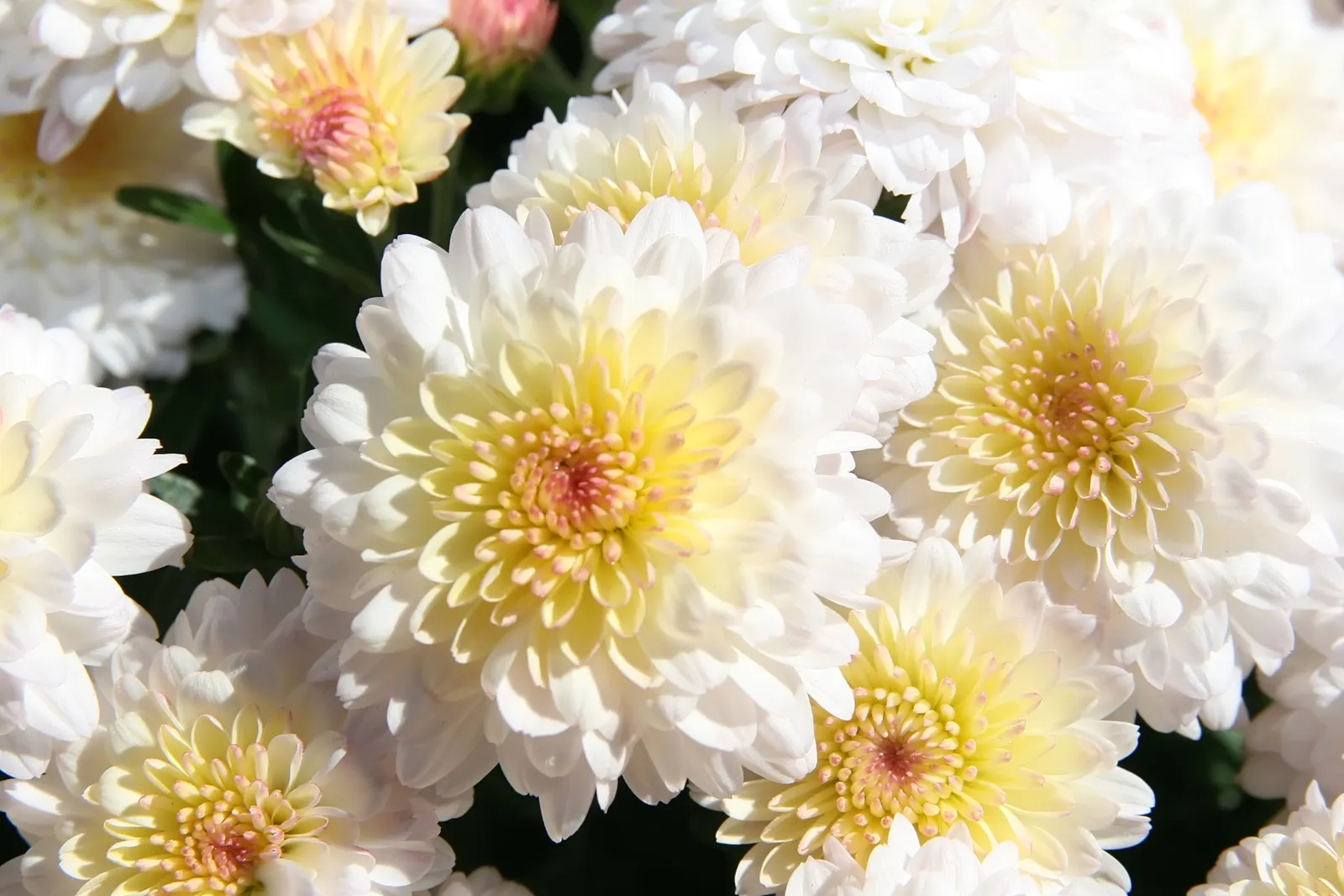 Florists Chrysanthemum (Chrysanthemum X Grandiflorum) — which captivate from late summer through fall; the Florist's Chrysanthemum (Chrysanthemum x, image 112