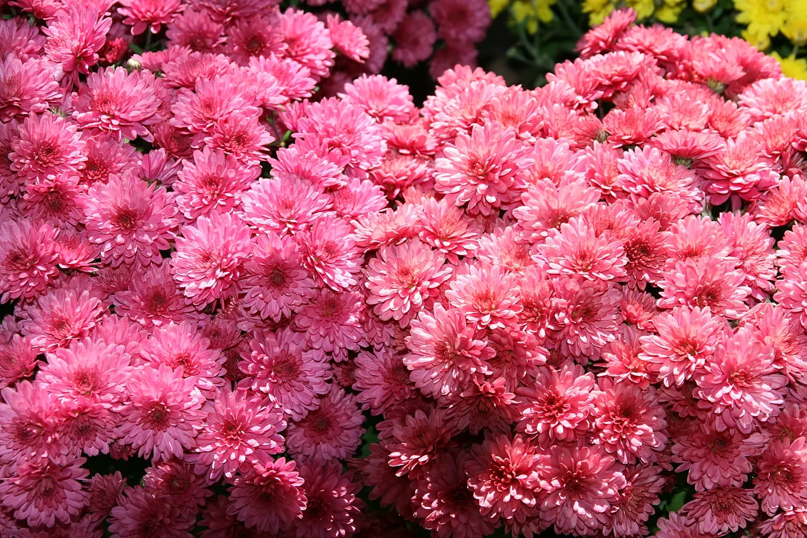 Florists Chrysanthemum (Chrysanthemum X Grandiflorum) — The Florist's Chrysanthemum (Chrysanthemum x grandiflorum)
