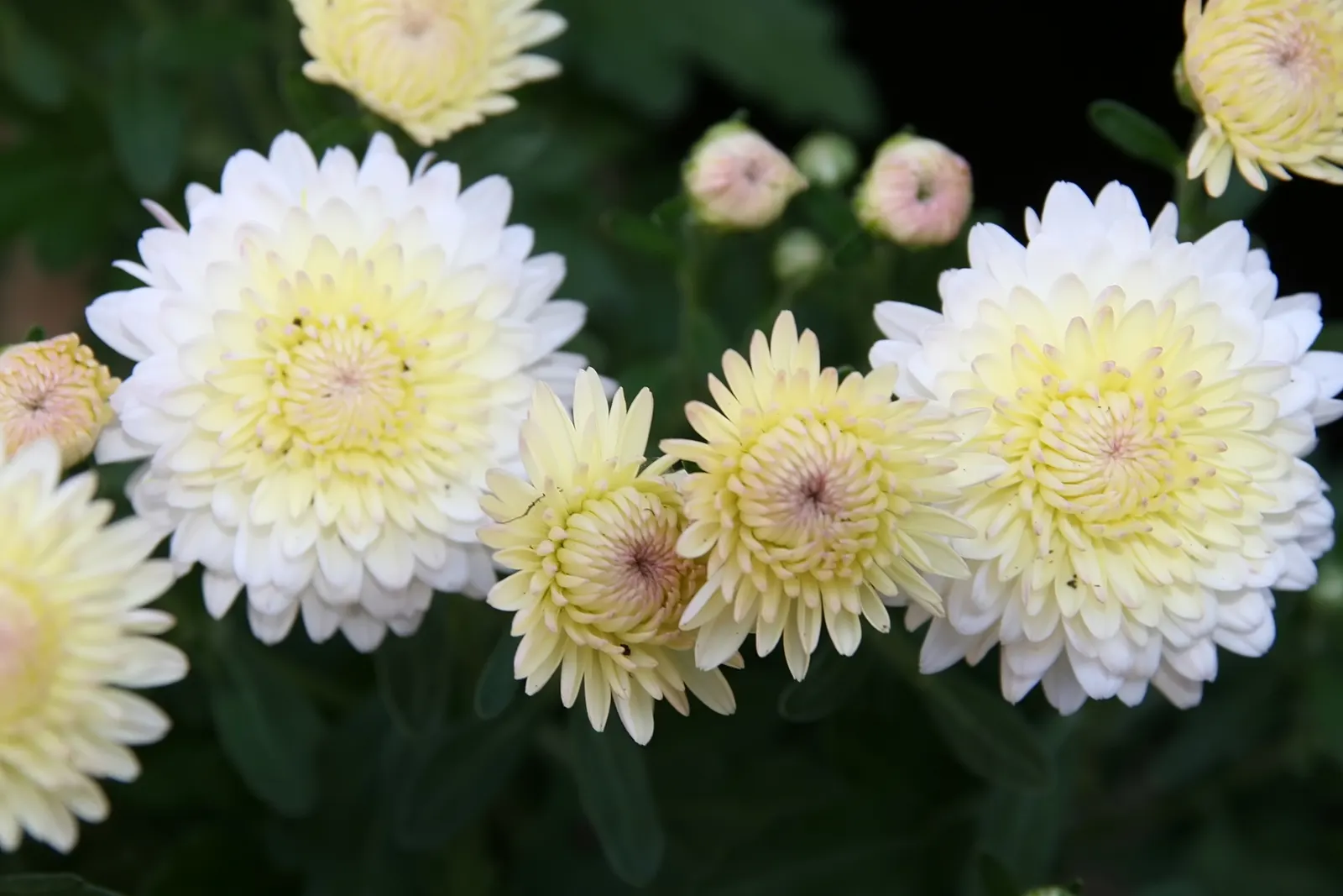 Florists Chrysanthemum (Chrysanthemum X Grandiflorum) — complementing gardens or containers with a vigorous growth up to 3 feet in height and width, image 103