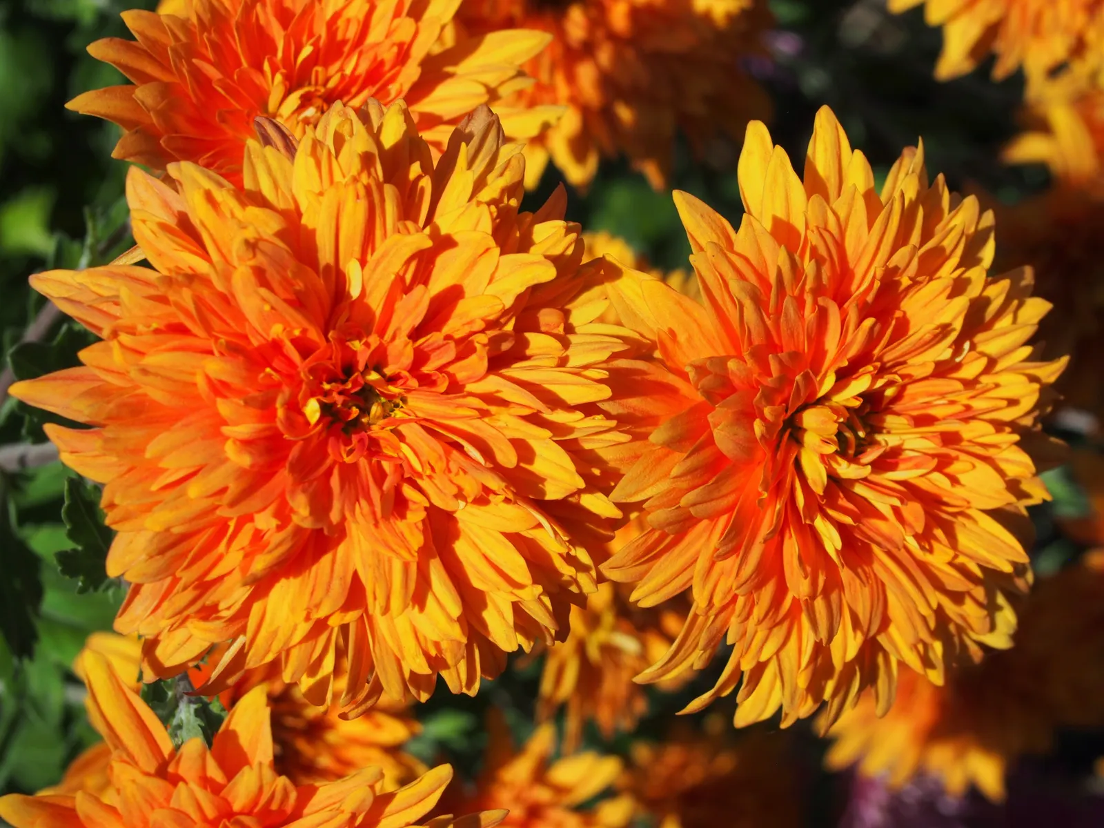Florists Chrysanthemum (Chrysanthemum X Grandiflorum) — dark green leaves that provide a lush backdrop for the profusion of flowers; perennial with, image 86