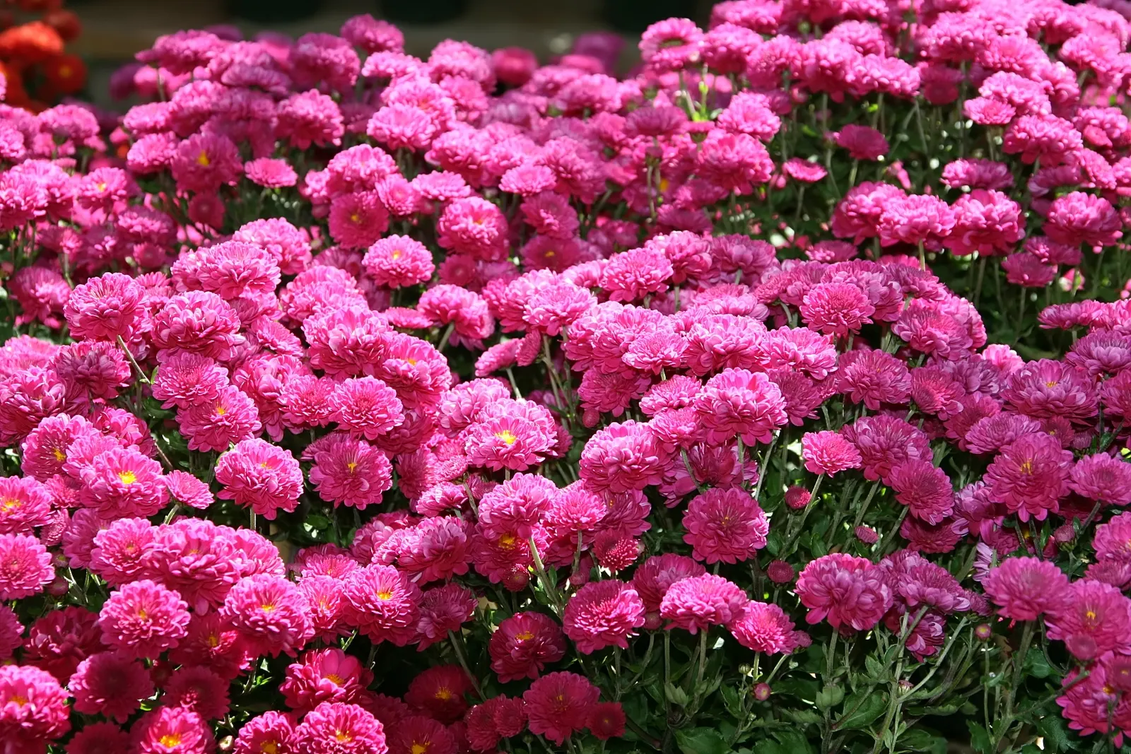 Florists Chrysanthemum (Chrysanthemum X Grandiflorum) — These herbaceous perennials typically reach heights of 1 to 3 feet with an equal spread, image 109