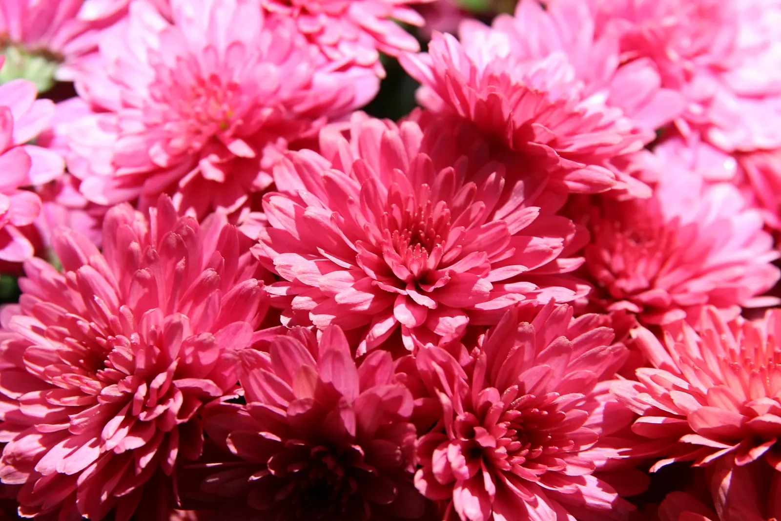 Florists Chrysanthemum (Chrysanthemum X Grandiflorum) — These herbaceous perennials typically reach heights of 1 to 3 feet with an equal spread
