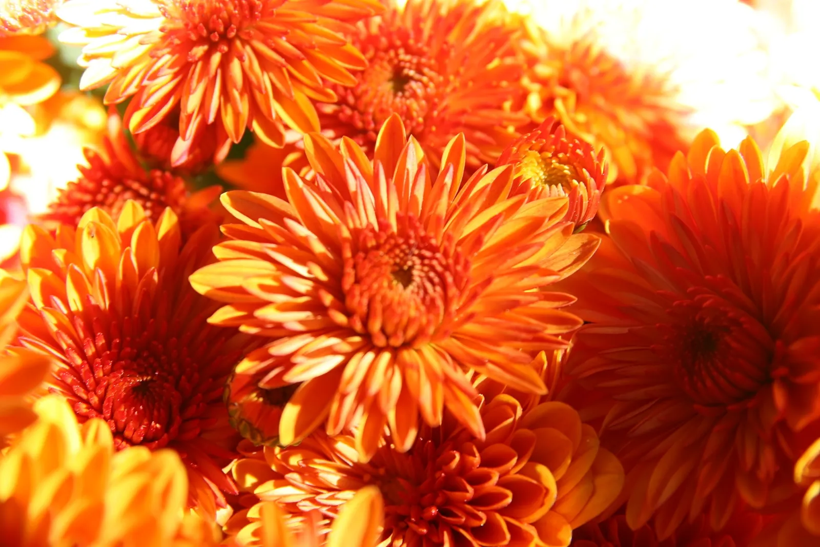 Florists Chrysanthemum (Chrysanthemum X Grandiflorum) — complementing gardens or containers with a vigorous growth up to 3 feet in height and width