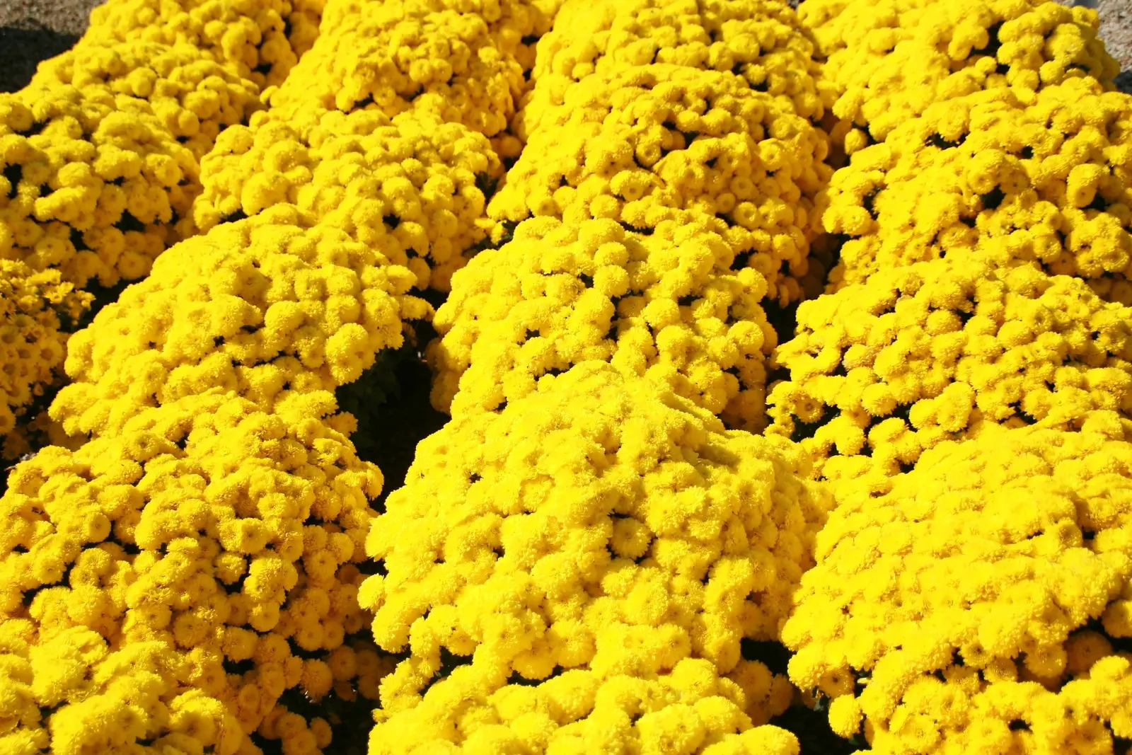 Florists Chrysanthemum (Chrysanthemum X Grandiflorum) — which captivate from late summer through fall