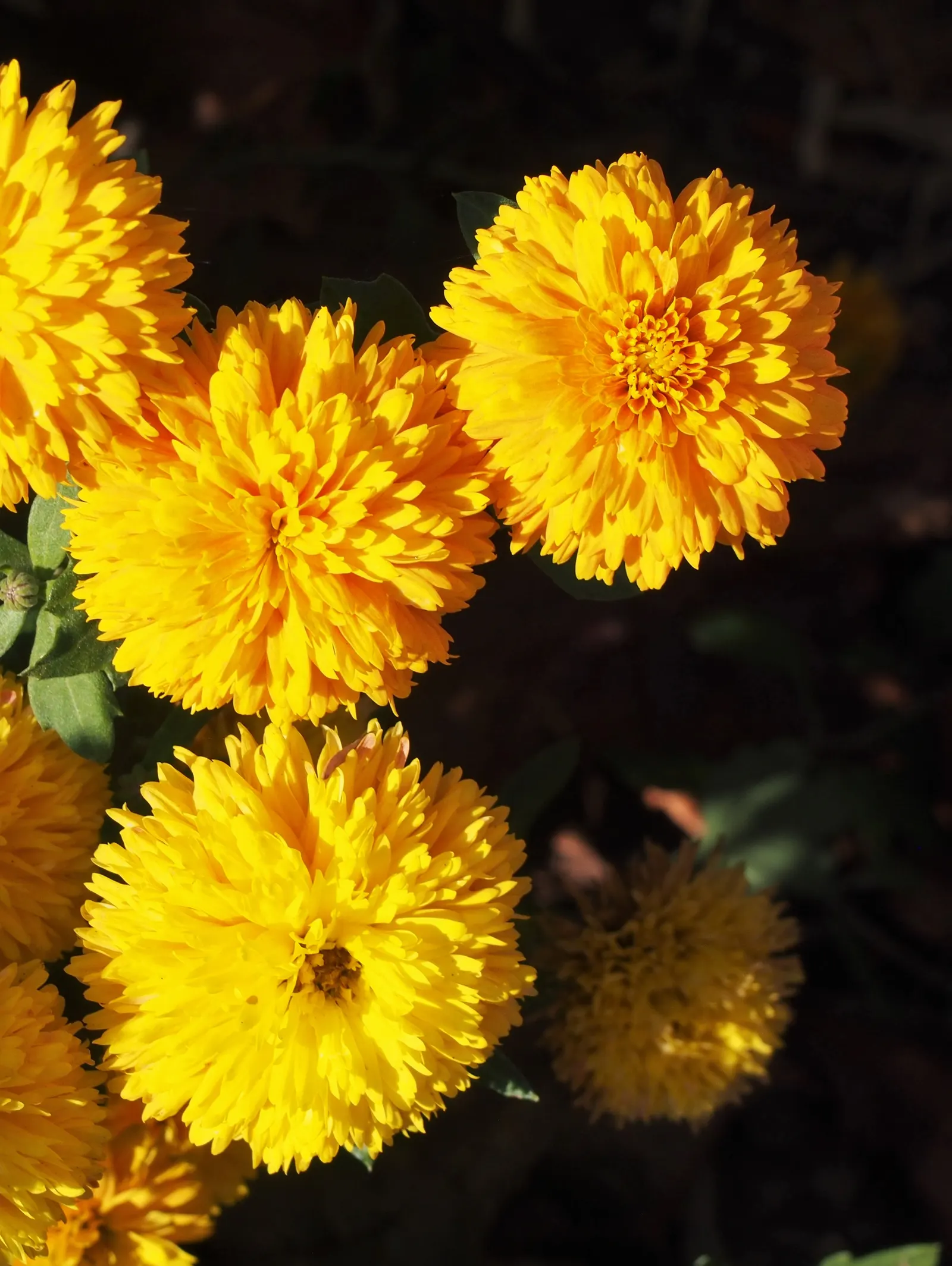 Florists Chrysanthemum (Chrysanthemum X Grandiflorum) — Their versatility in design and overall hardiness make them a favorite among both, image 72