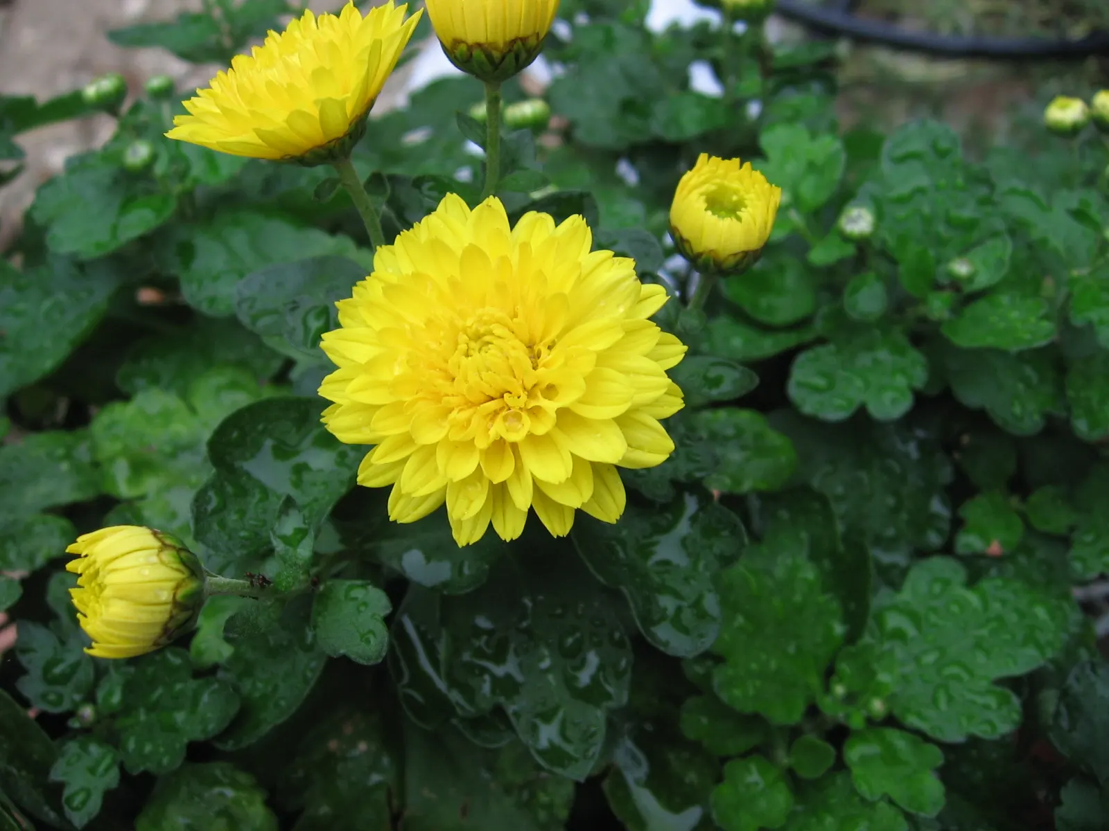 Florists Chrysanthemum (Chrysanthemum X Grandiflorum) — a true hallmark of versatility and beauty in landscaping; pinching back the stems through, image 107