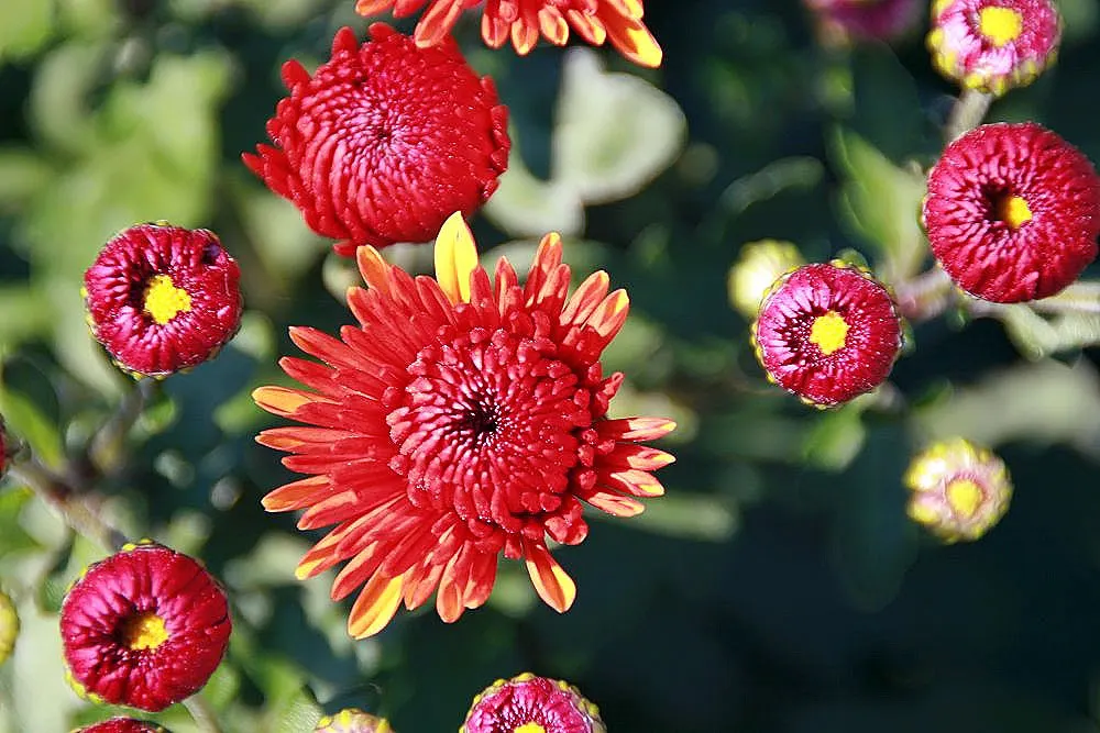 Florists Chrysanthemum (Chrysanthemum X Grandiflorum) — perennial with gold and orange and pink and red and white and yellow blooms; classified, image 99