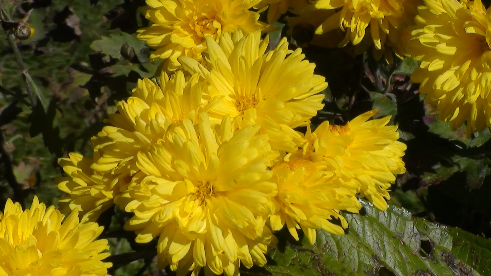 Florists Chrysanthemum (Chrysanthemum X Grandiflorum) — and they thrive in USDA Hardiness Zones 5 to 9; these herbaceous perennials typically reach, image 66