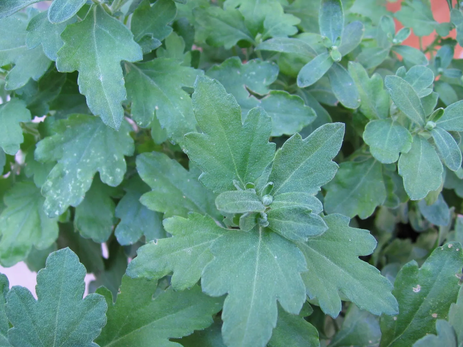 Florists Chrysanthemum (Chrysanthemum X Grandiflorum) — making them suitable for both borders and container arrangements.<br><br>Foliage consists, image 110