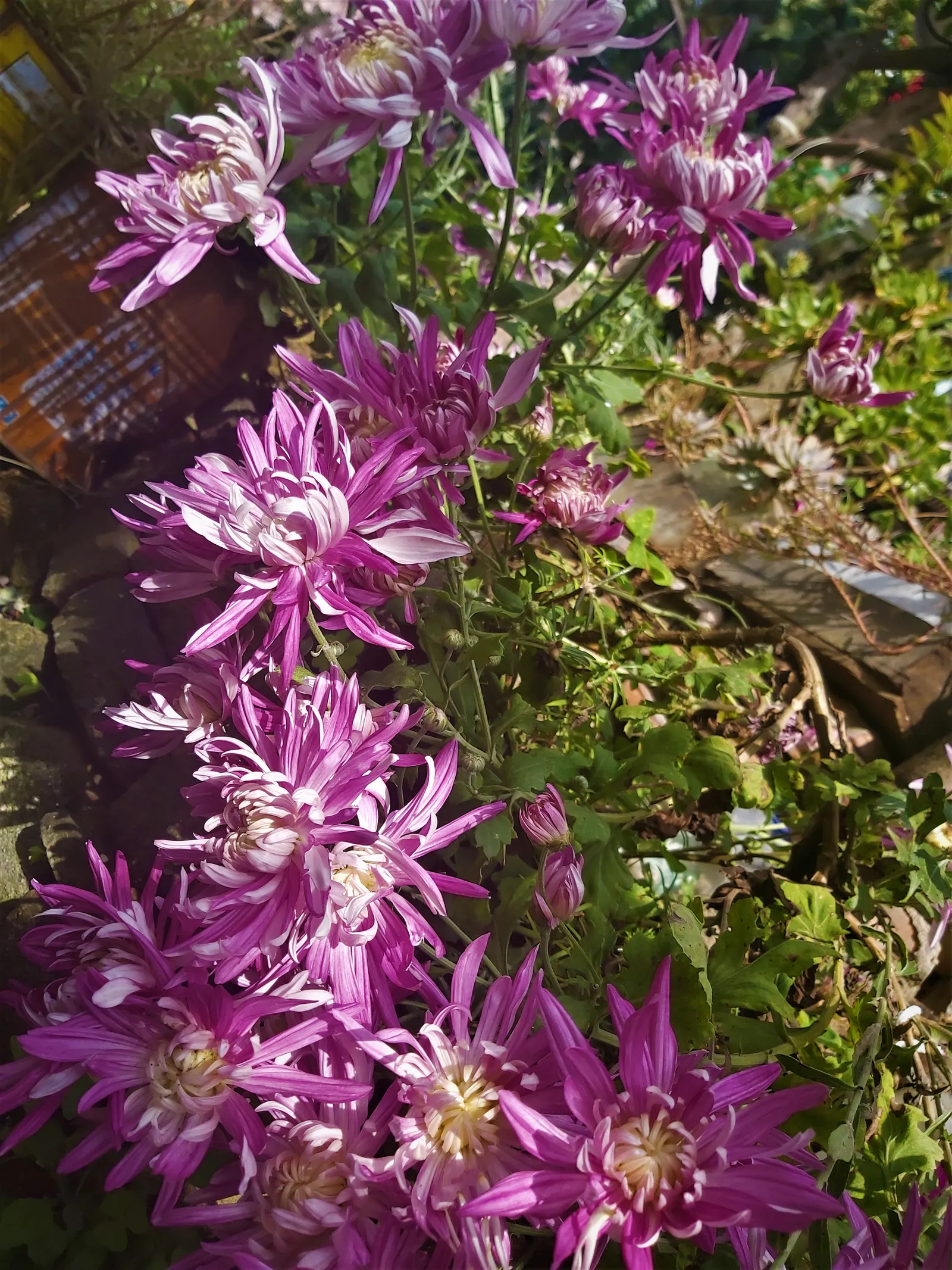 Florists Chrysanthemum (Chrysanthemum X Grandiflorum) — perennial with gold and orange and pink and red and white and yellow blooms; classified, image 74
