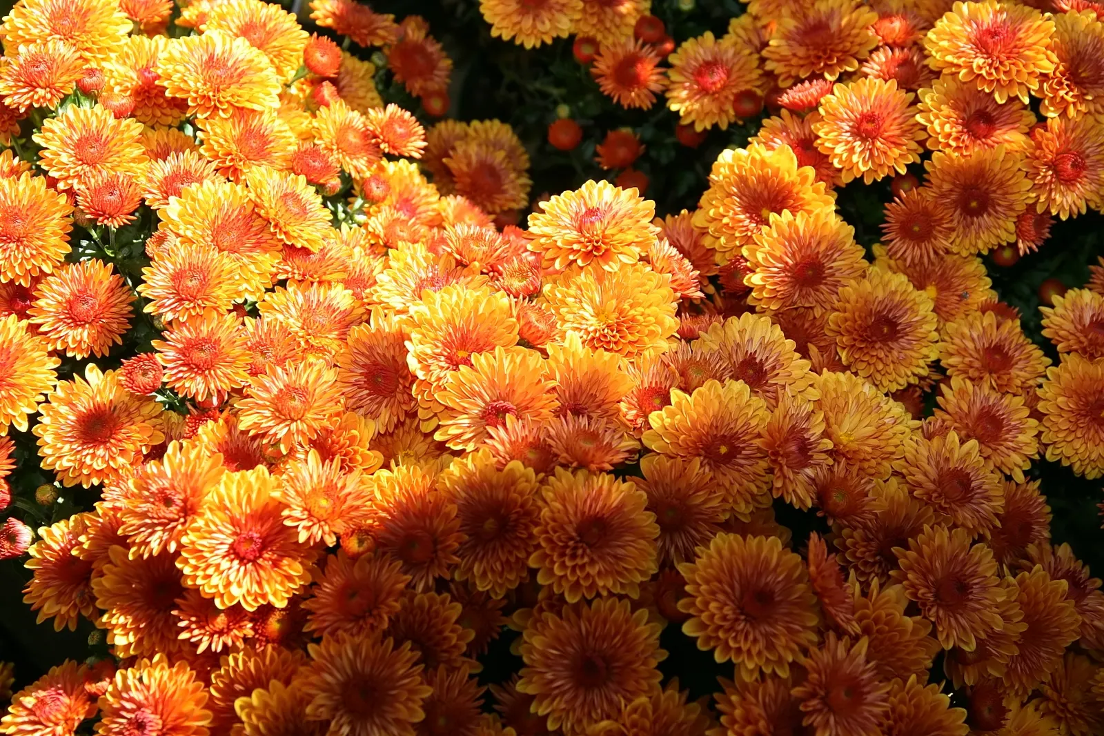 Florists Chrysanthemum (Chrysanthemum X Grandiflorum) — graces gardens with a spectacular array of colors and forms
