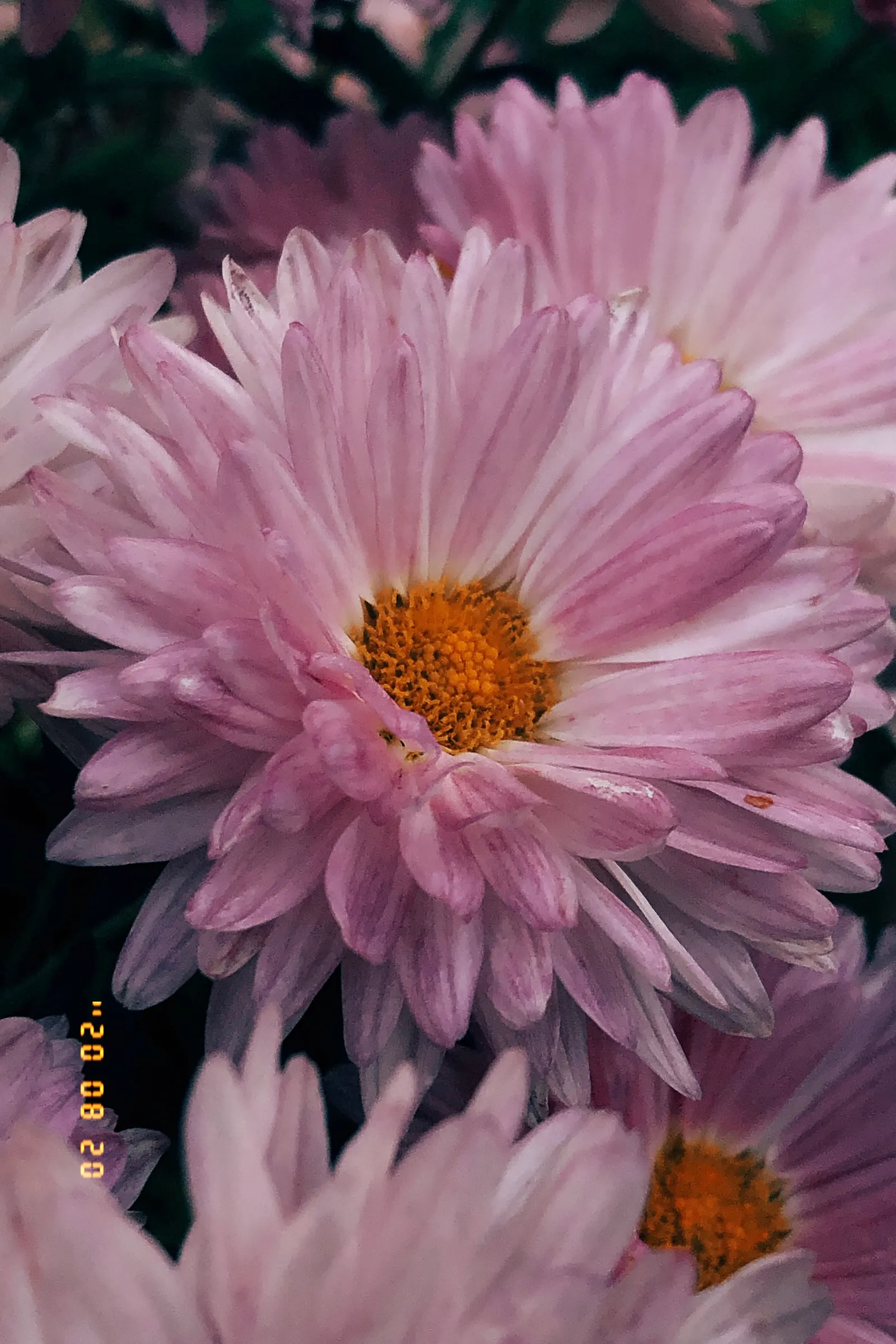 Florists Chrysanthemum (Chrysanthemum X Grandiflorum) — These herbaceous perennials typically reach heights of 1 to 3 feet with an equal spread, image 59