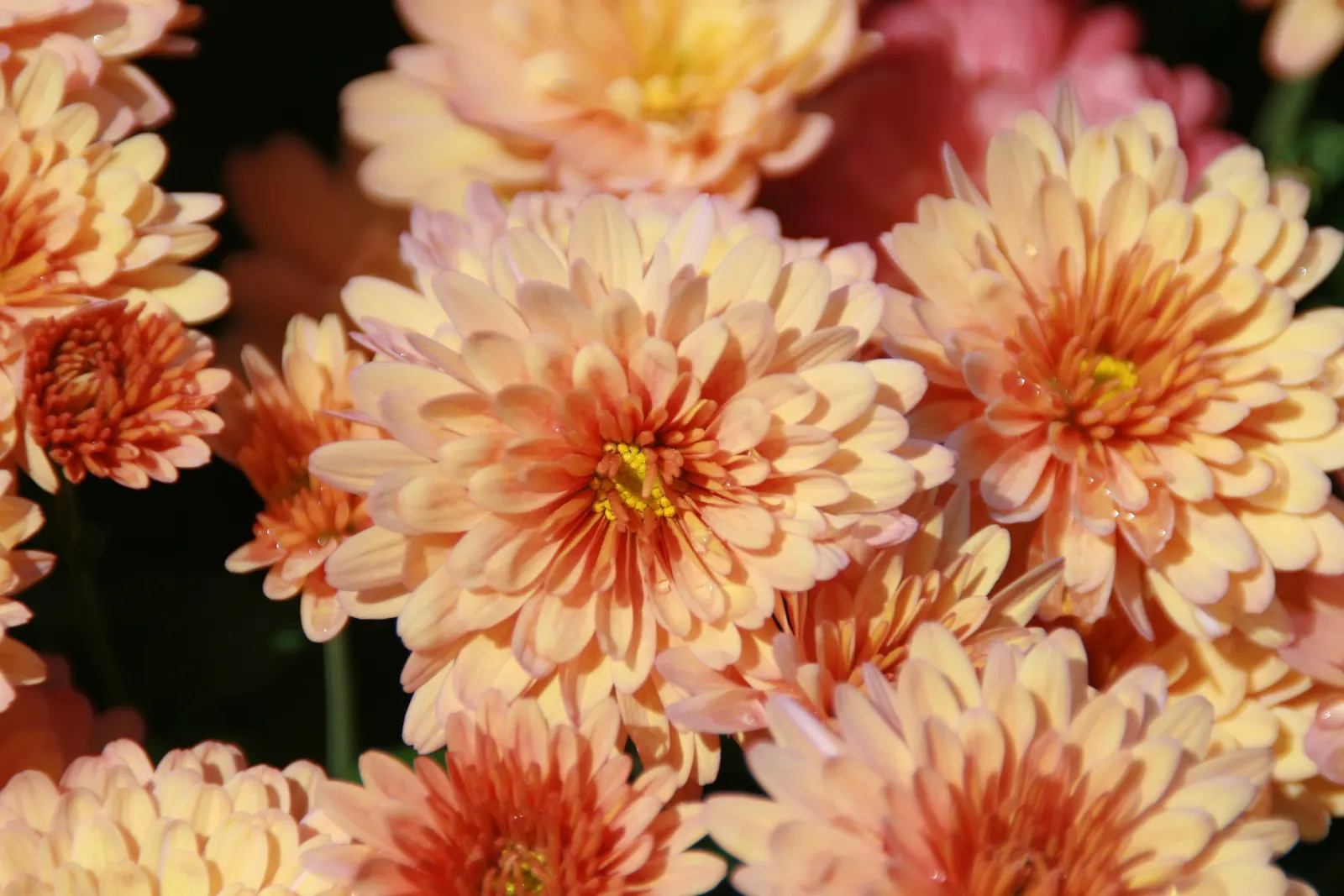 Florists Chrysanthemum (Chrysanthemum X Grandiflorum) — and they thrive in USDA Hardiness Zones 5 to 9