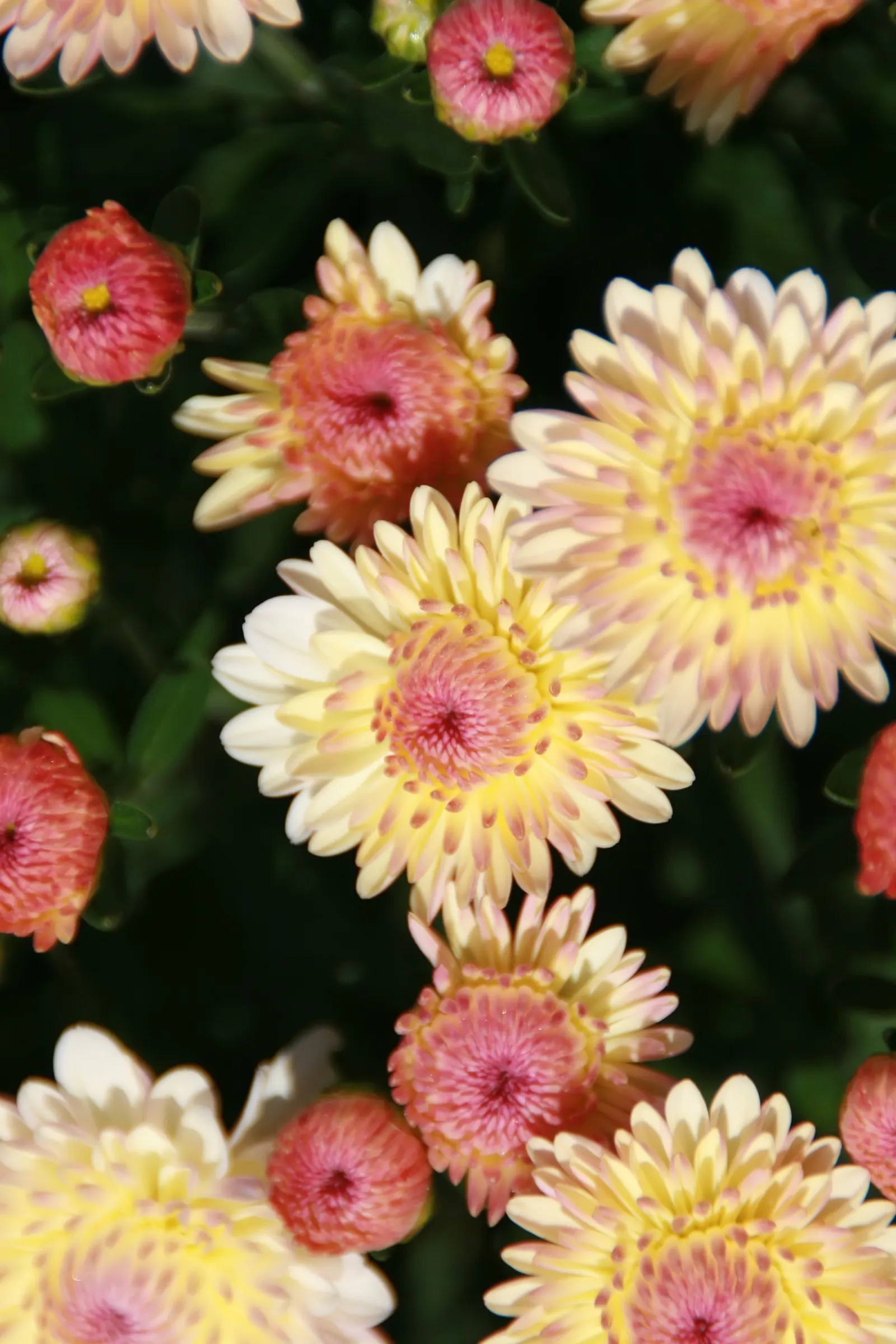 Florists Chrysanthemum (Chrysanthemum X Grandiflorum) — perennial for full; their versatility in design and overall hardiness make them a favorite, image 100