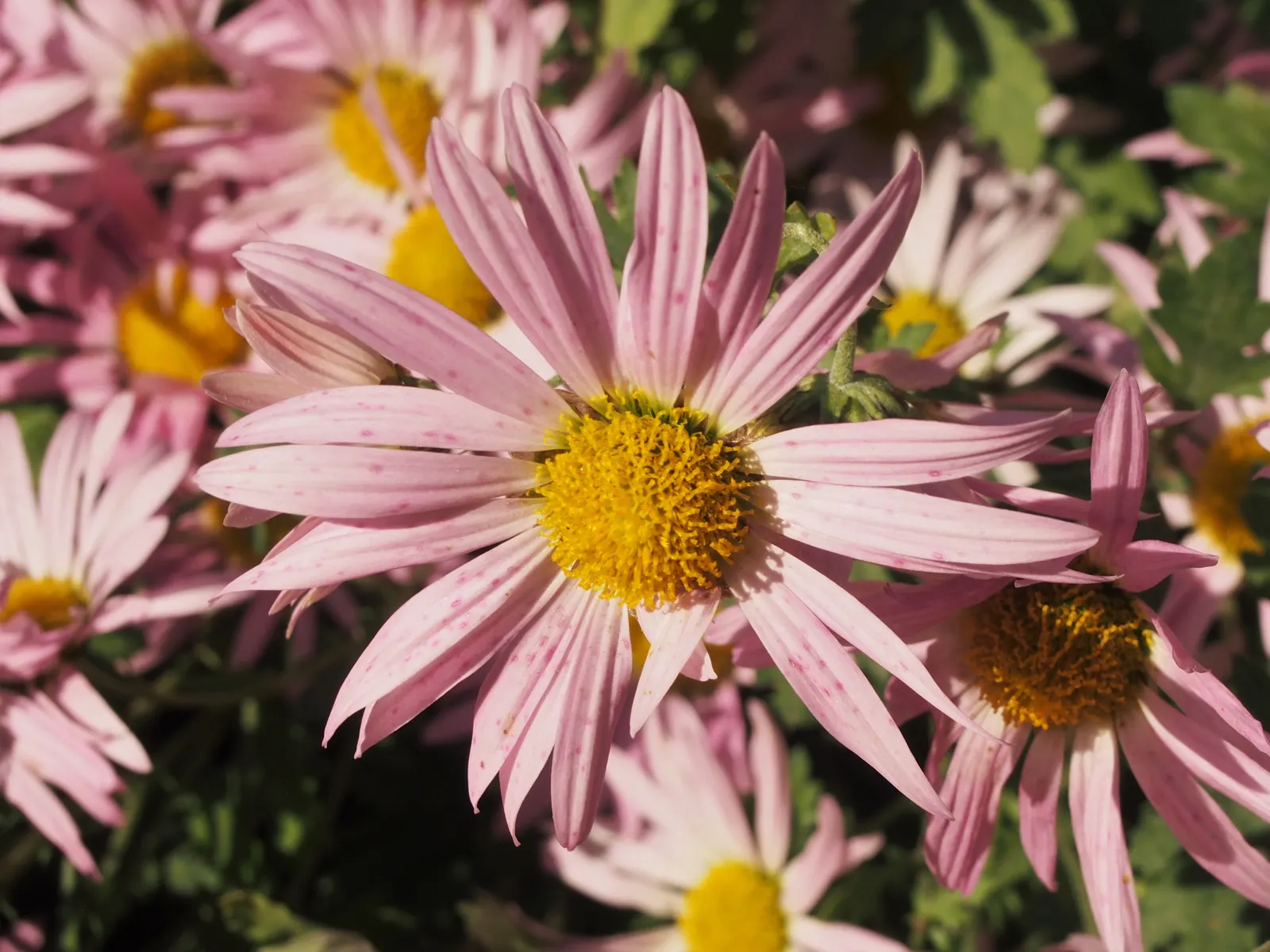 Florists Chrysanthemum (Chrysanthemum X Grandiflorum) — Fertilization should include a balanced; gold and orange and pink and red and white and, image 118