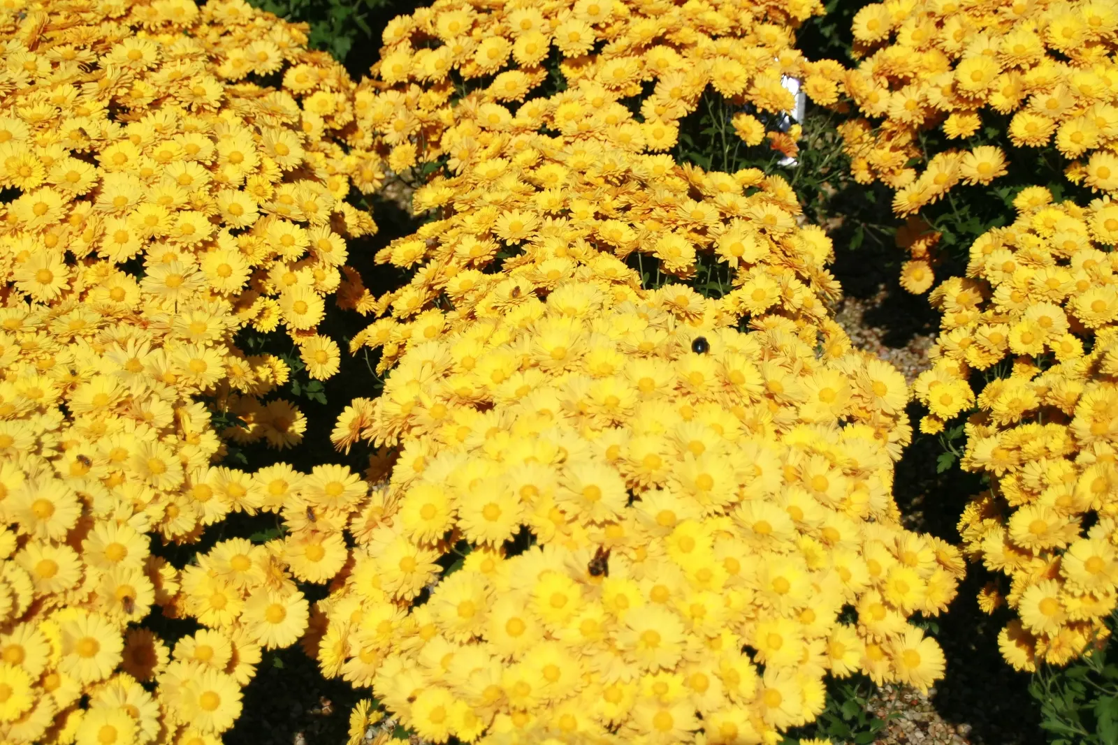 Florists Chrysanthemum (Chrysanthemum X Grandiflorum) — The Florist's Chrysanthemum (Chrysanthemum x grandiflorum); coming in various hues like, image 106