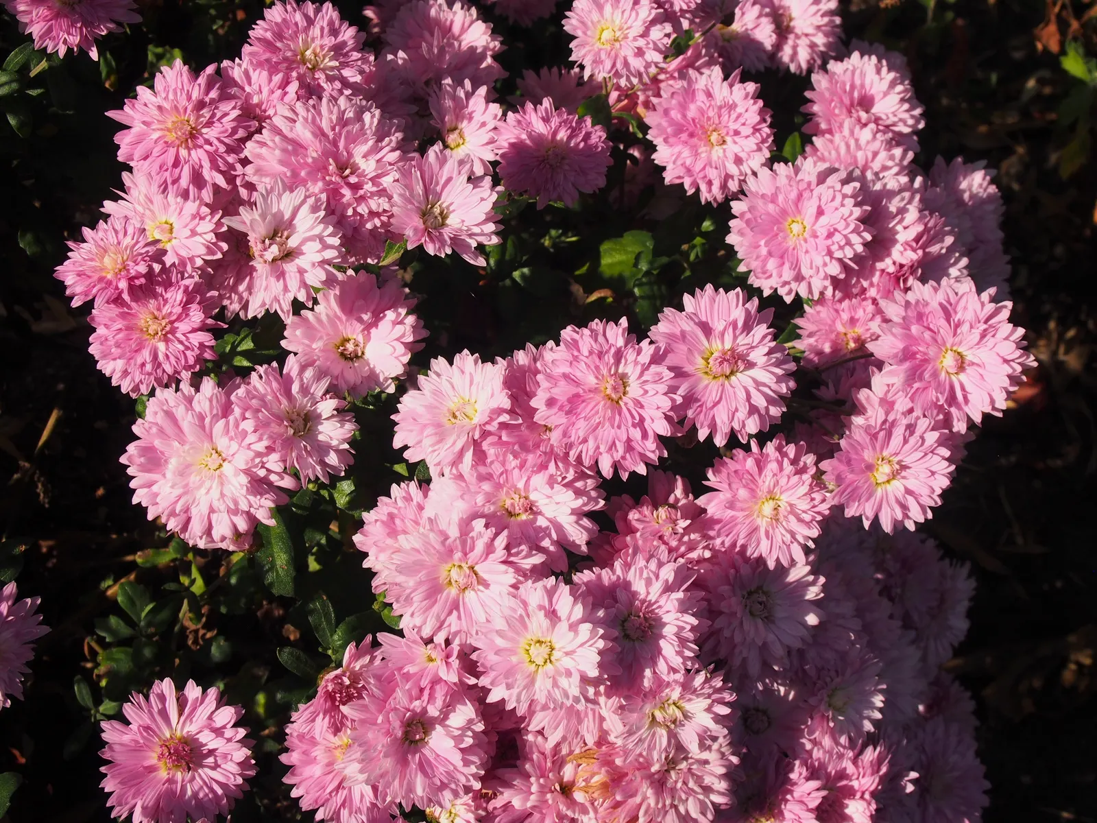 Florists Chrysanthemum (Chrysanthemum X Grandiflorum) — Fertilization should include a balanced; gold and orange and pink and red and white and, image 68