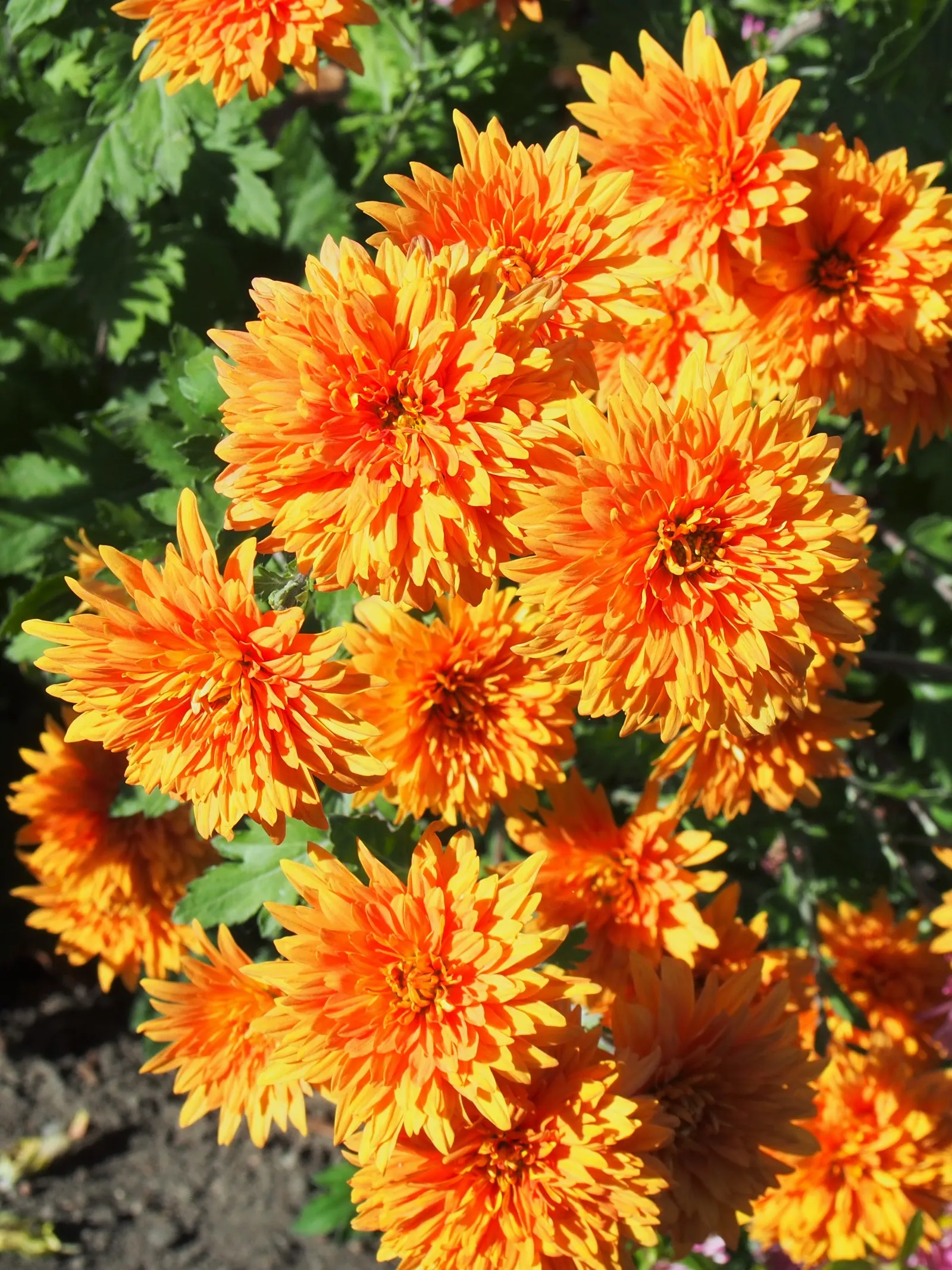 Florists Chrysanthemum (Chrysanthemum X Grandiflorum) — which captivate from late summer through fall; the Florist's Chrysanthemum (Chrysanthemum x, image 87
