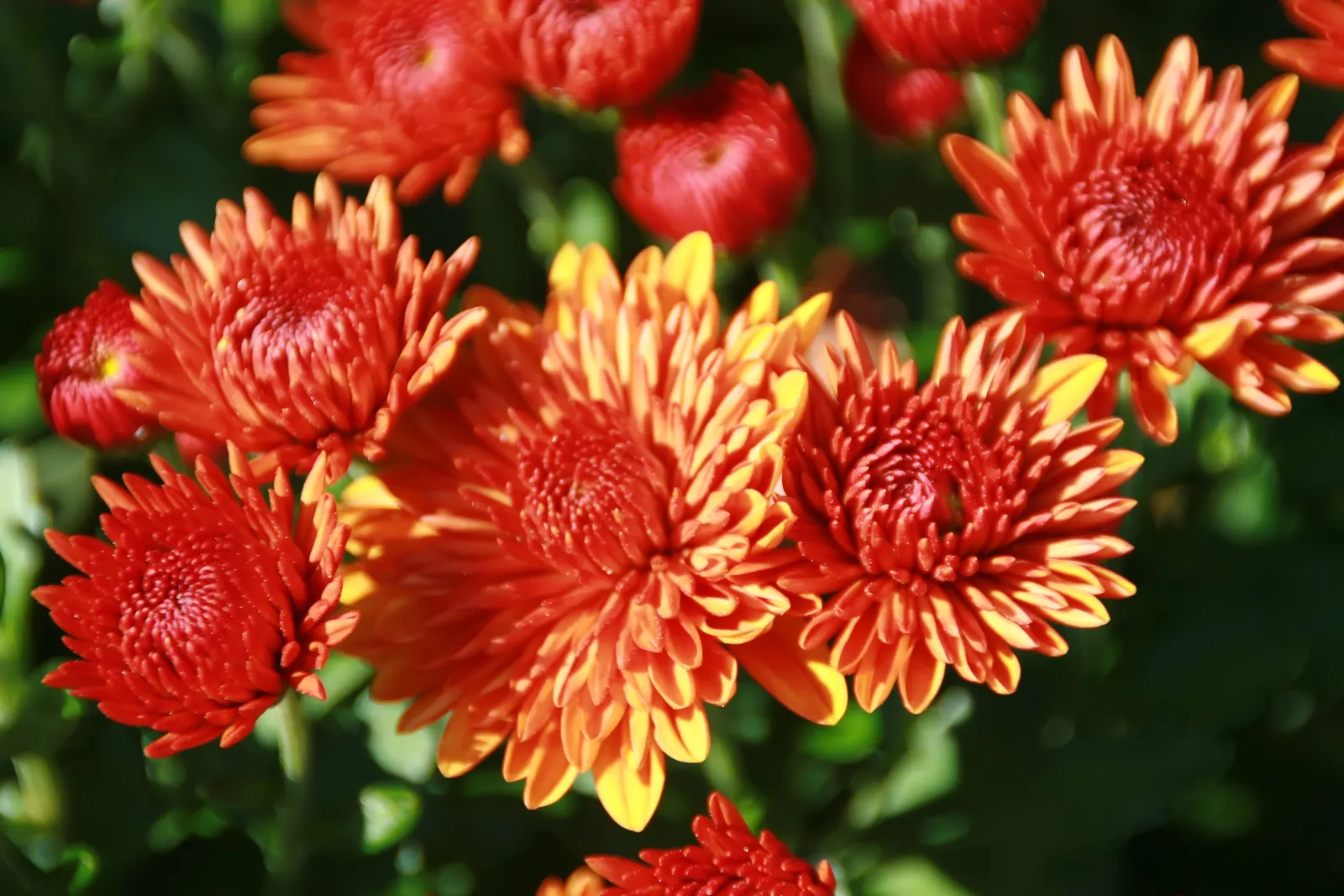 Florists Chrysanthemum (Chrysanthemum X Grandiflorum) — coming in various hues like vibrant yellows