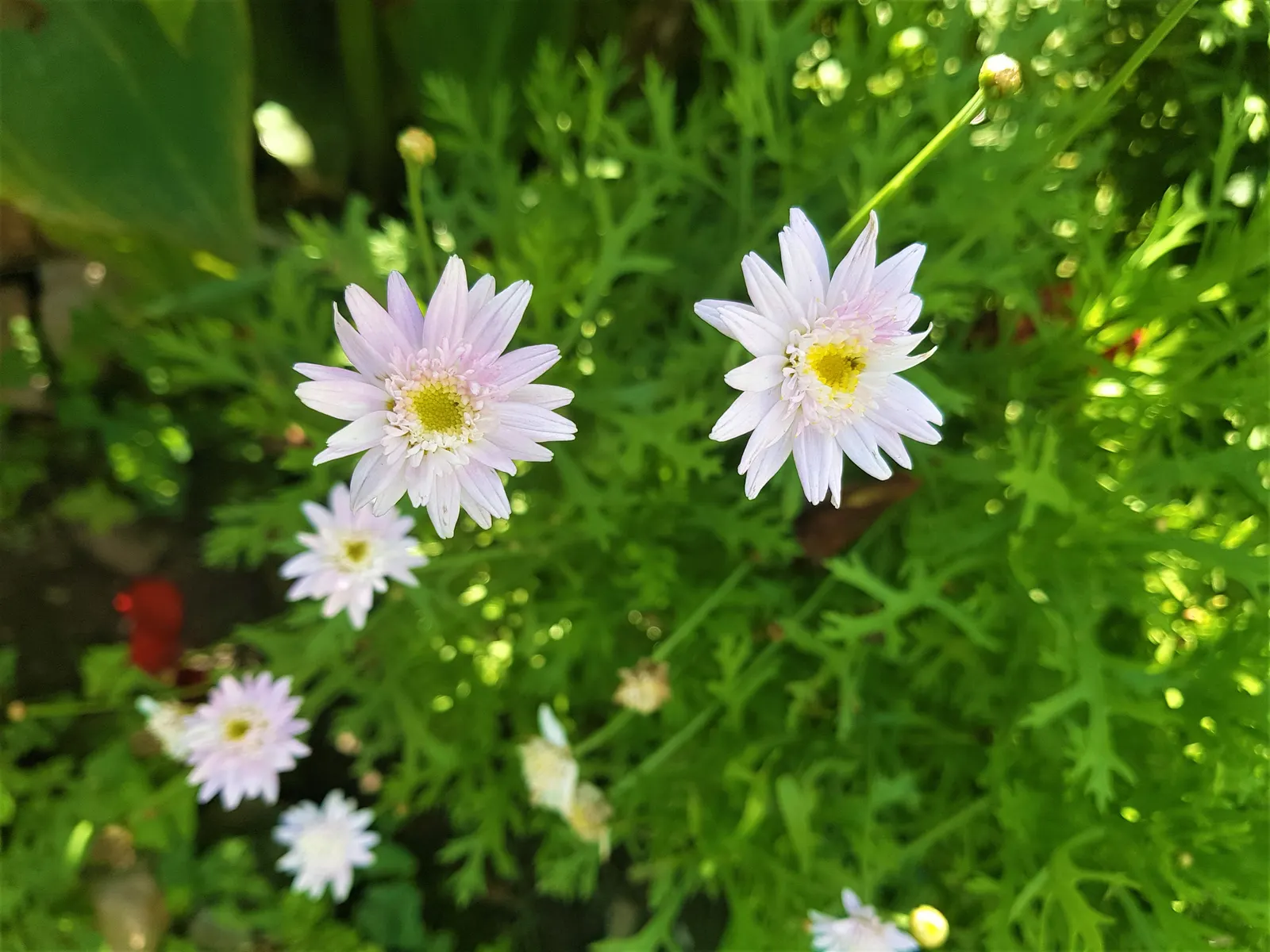 Florists Chrysanthemum (Chrysanthemum X Grandiflorum) — Regular watering, ensuring soil moistness of about 1 inch per week, is optimal for their, image 117