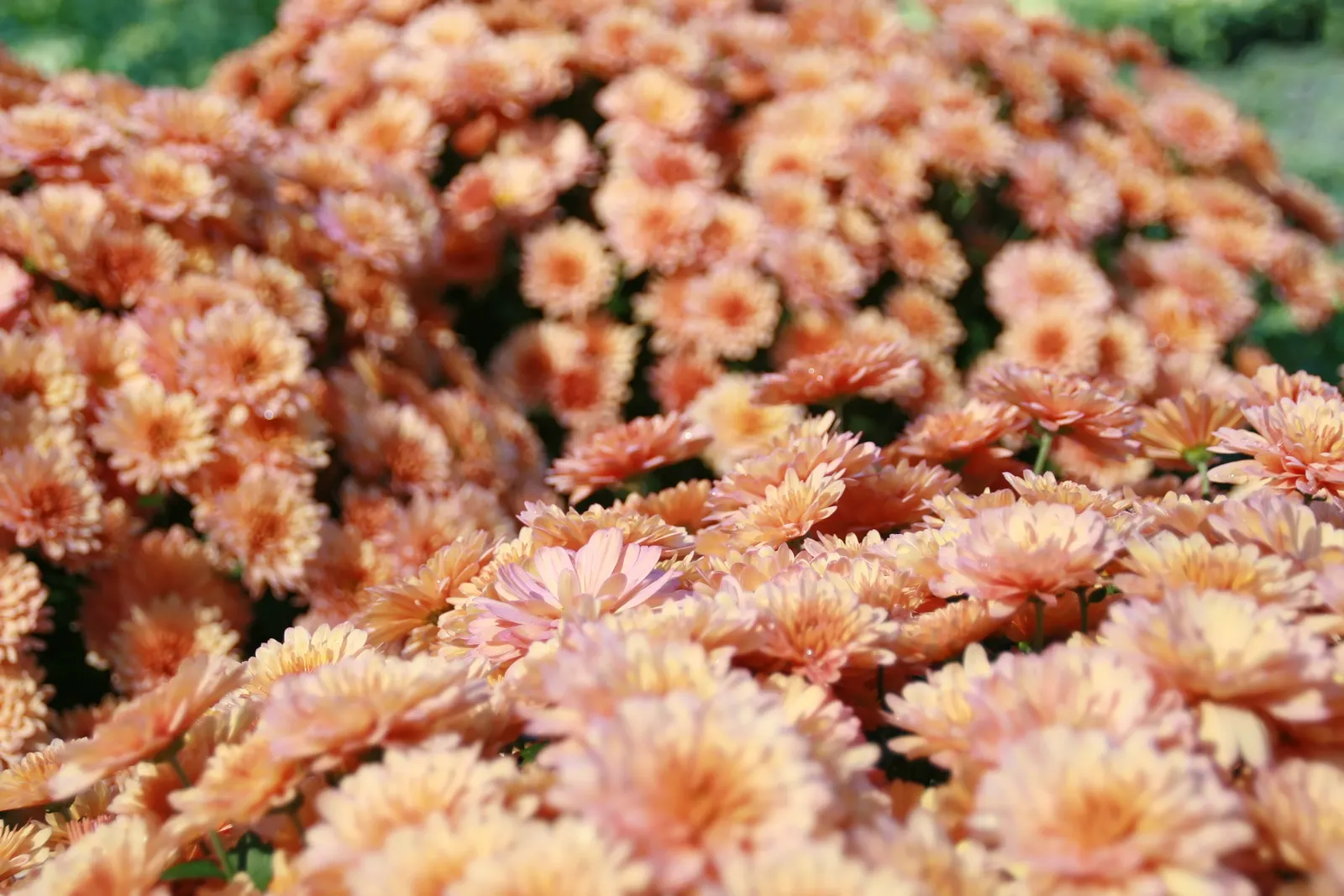 Florists Chrysanthemum (Chrysanthemum X Grandiflorum) — This plant flourishes in full sun to partial shade and requires well-drained soil