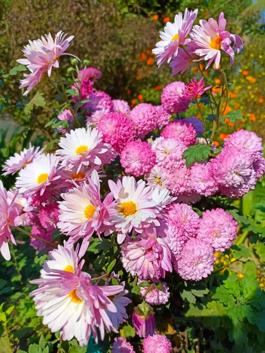 Florists Chrysanthemum (Chrysanthemum X Grandiflorum) — coming in various hues like vibrant yellows; the Florist's Chrysanthemum requires some, image 139