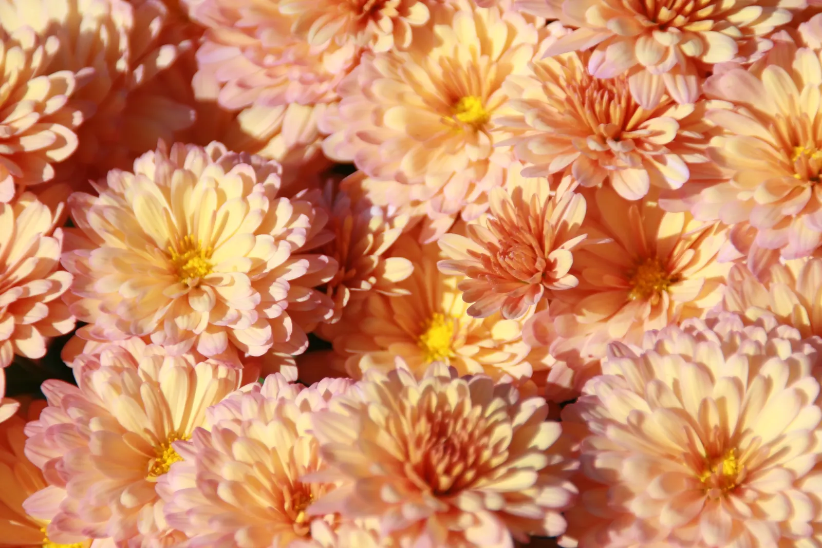 Florists Chrysanthemum (Chrysanthemum X Grandiflorum) — a true hallmark of versatility and beauty in landscaping