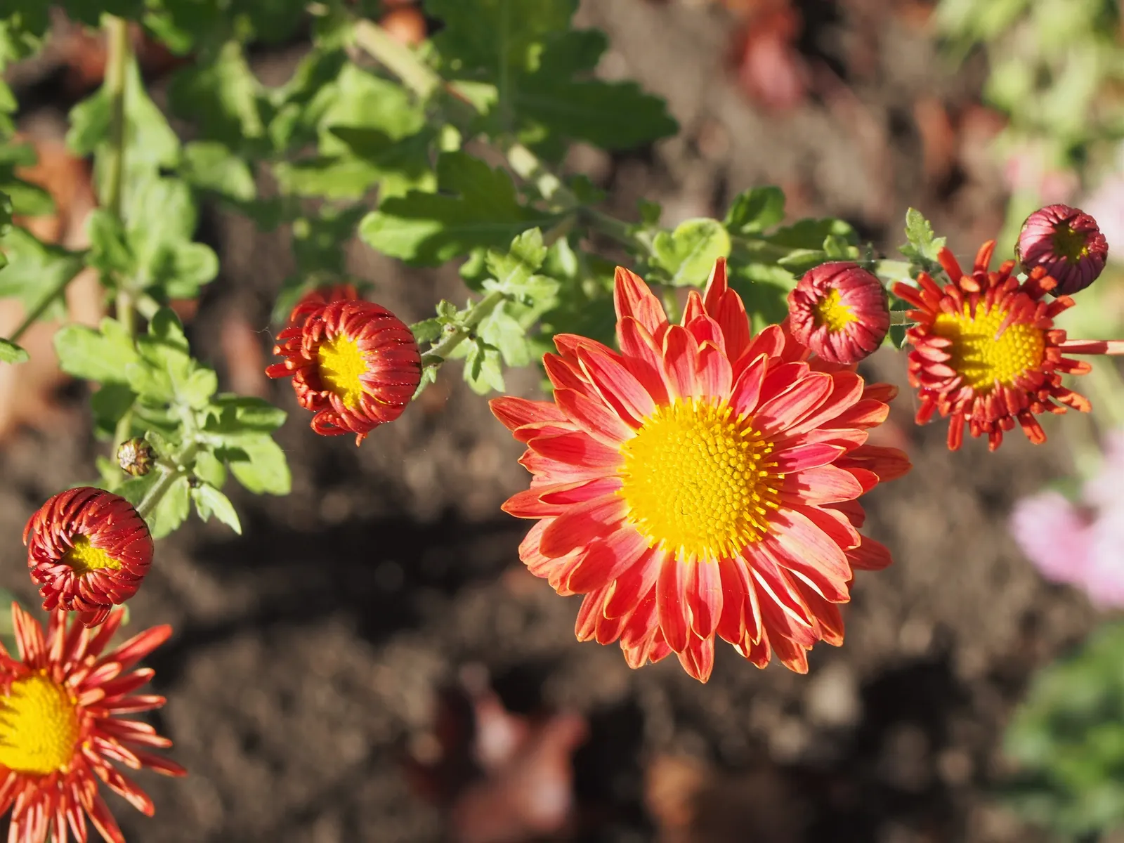 Florists Chrysanthemum (Chrysanthemum X Grandiflorum) — perennial for full; their versatility in design and overall hardiness make them a favorite, image 75