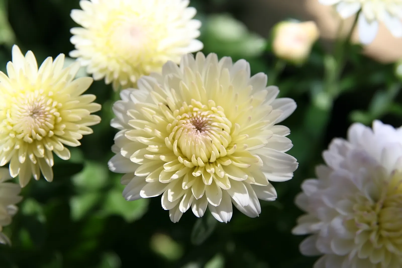Florists Chrysanthemum (Chrysanthemum X Grandiflorum) — slow-release fertilizer applied in the spring.<br><br>As with most plants; ideal for adding, image 94